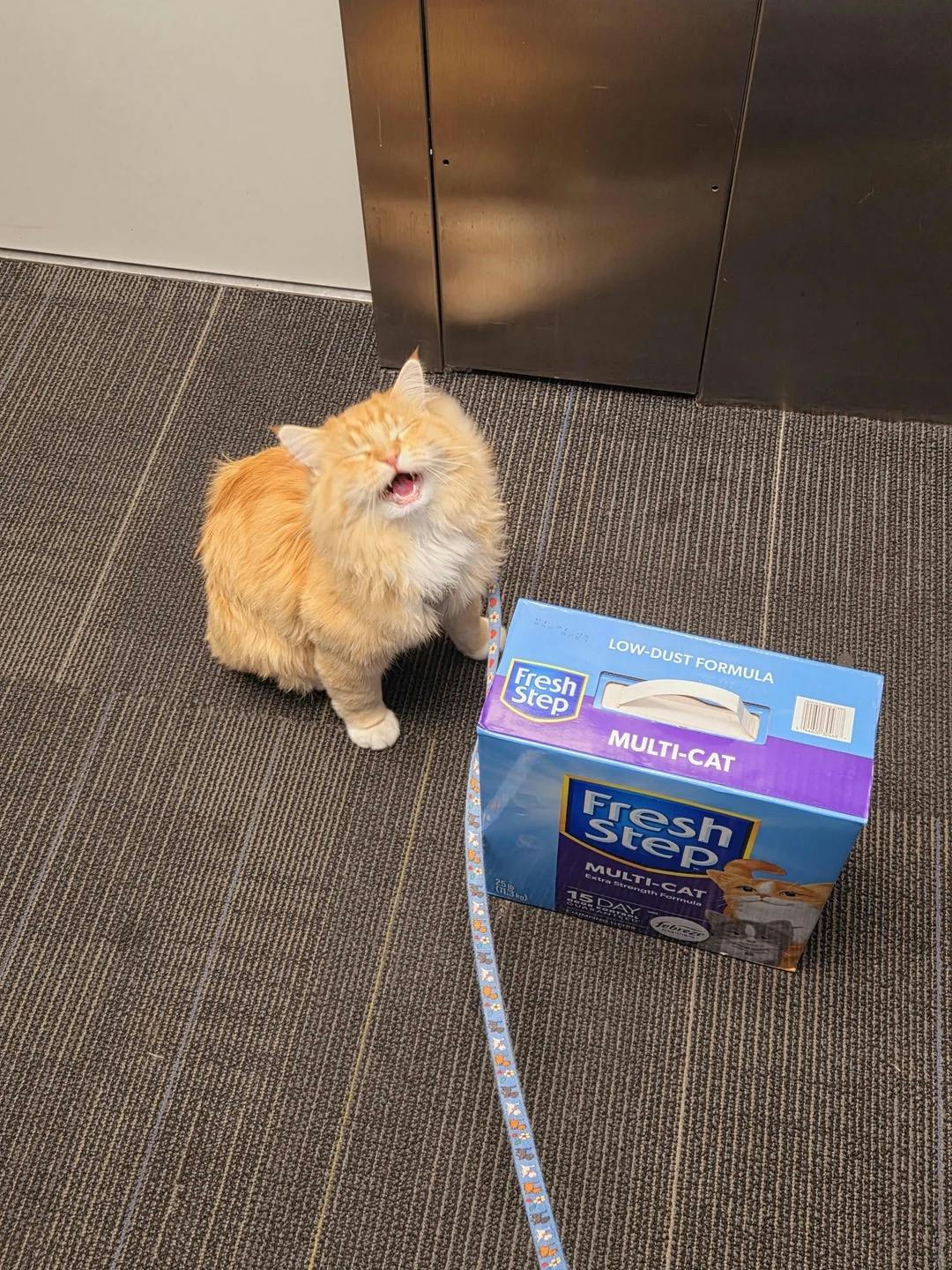 user avatar image for Lain