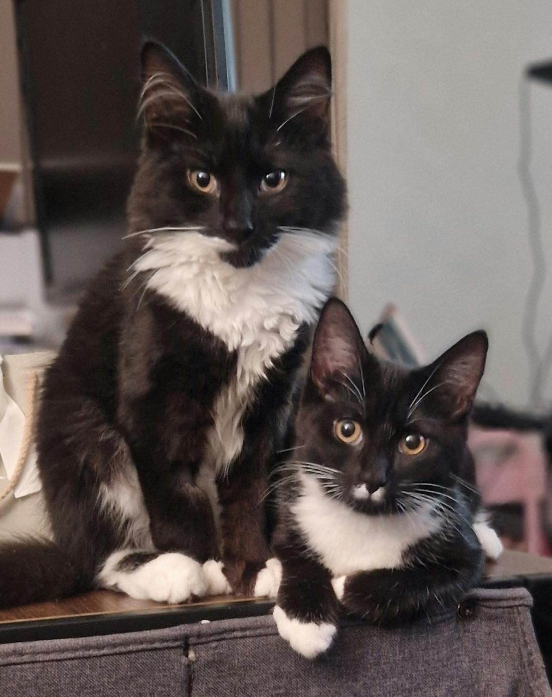 user avatar image for Lisa from Mythical Witchery