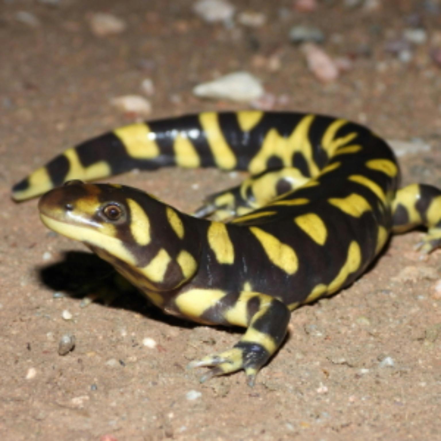 Western Tiger Salamander