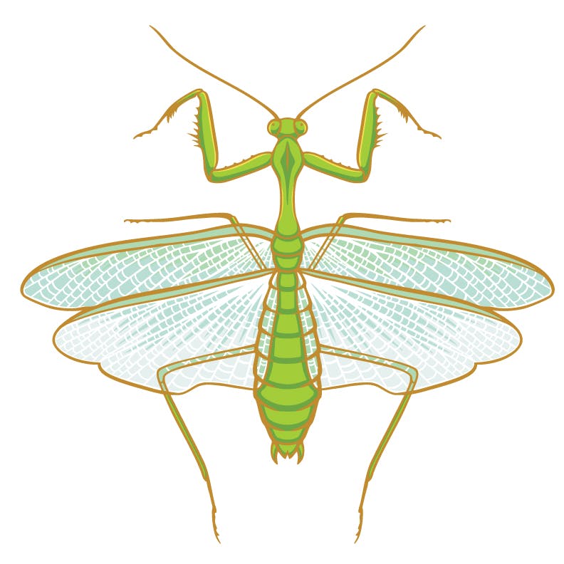 Praying Mantis 3" XL pin