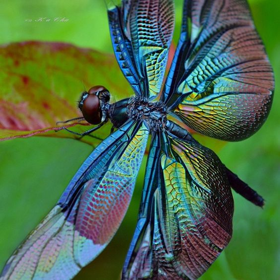user avatar image for Dragonfly
