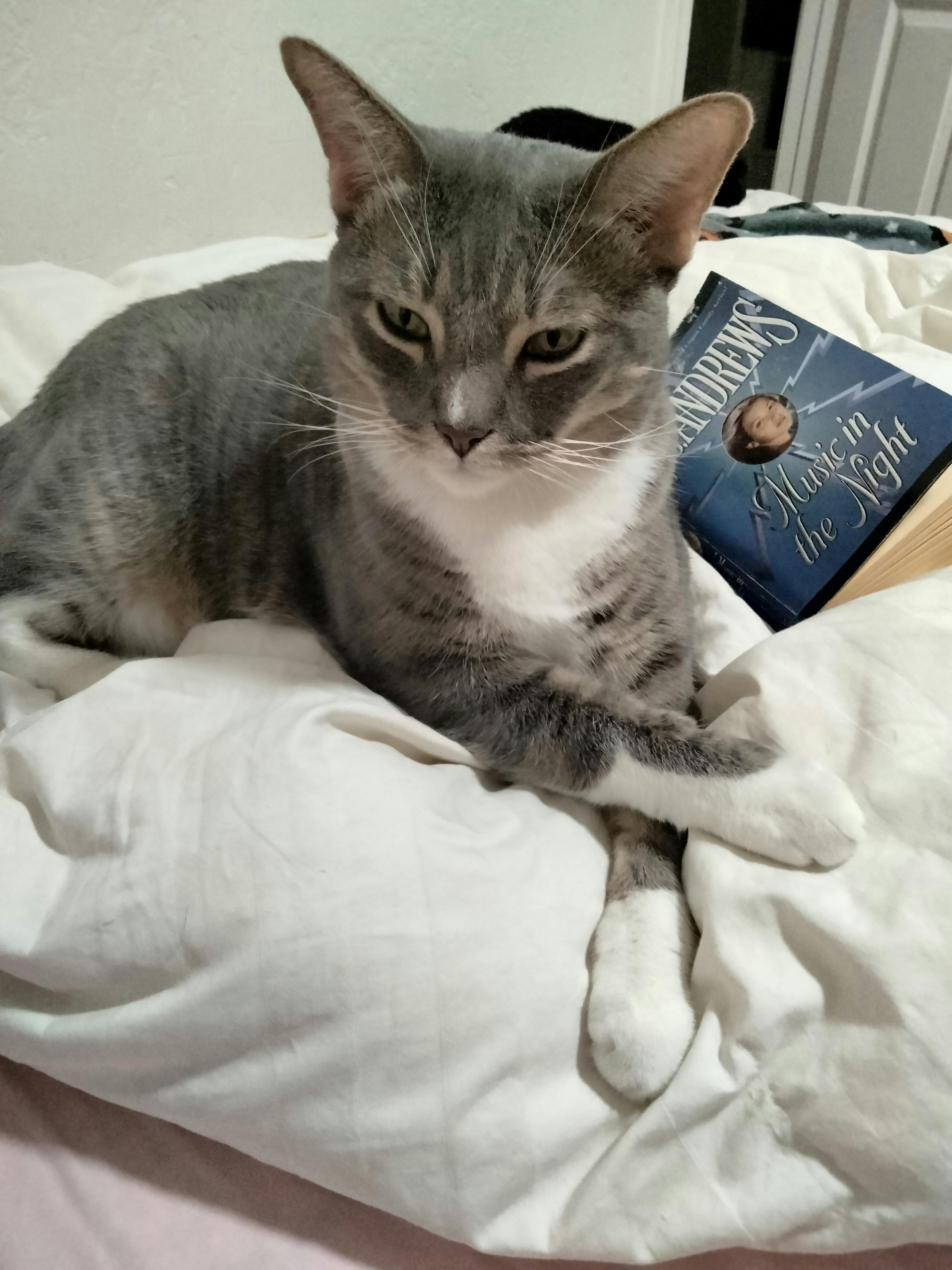 user avatar image for Noelcat 