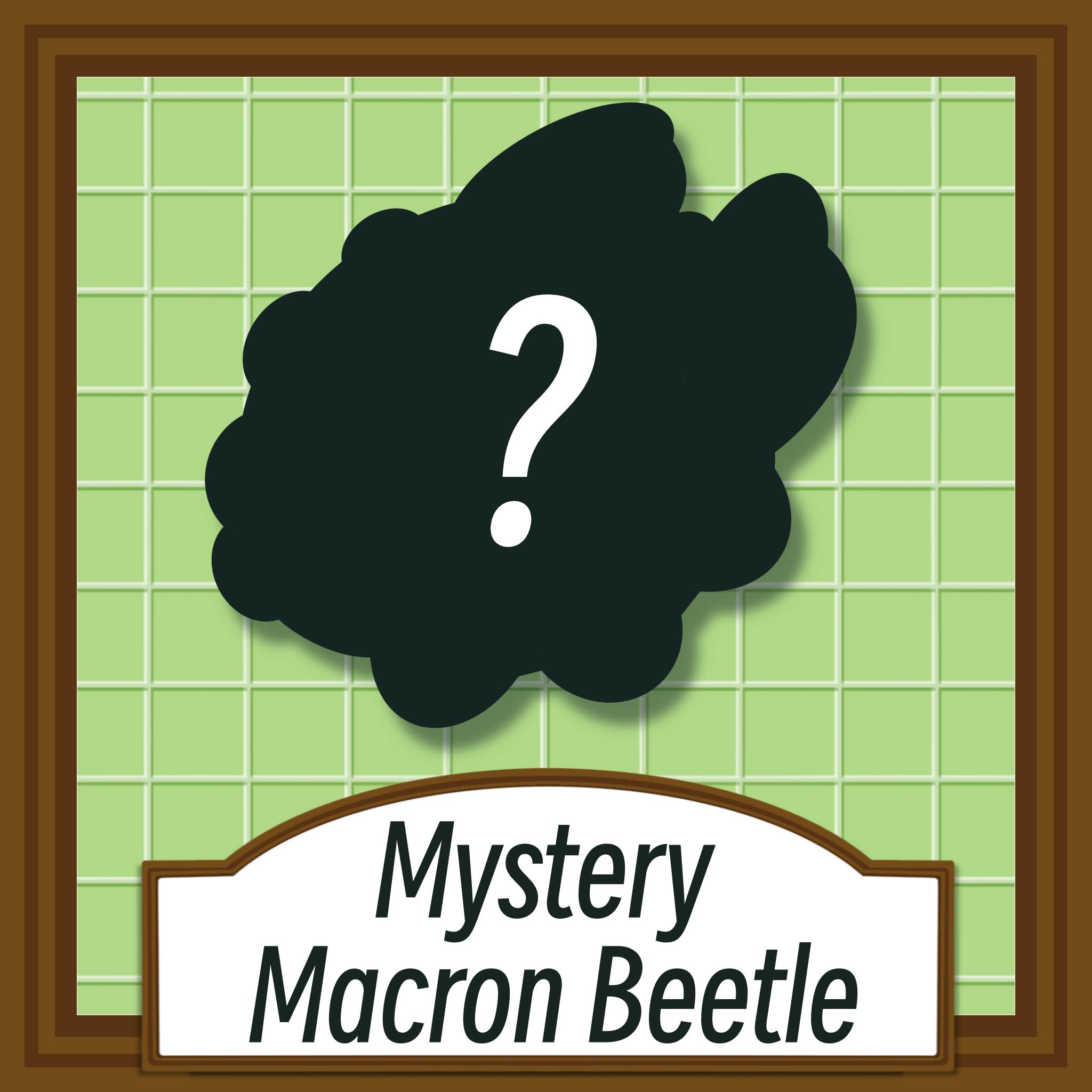 Mystery Macron Beetle