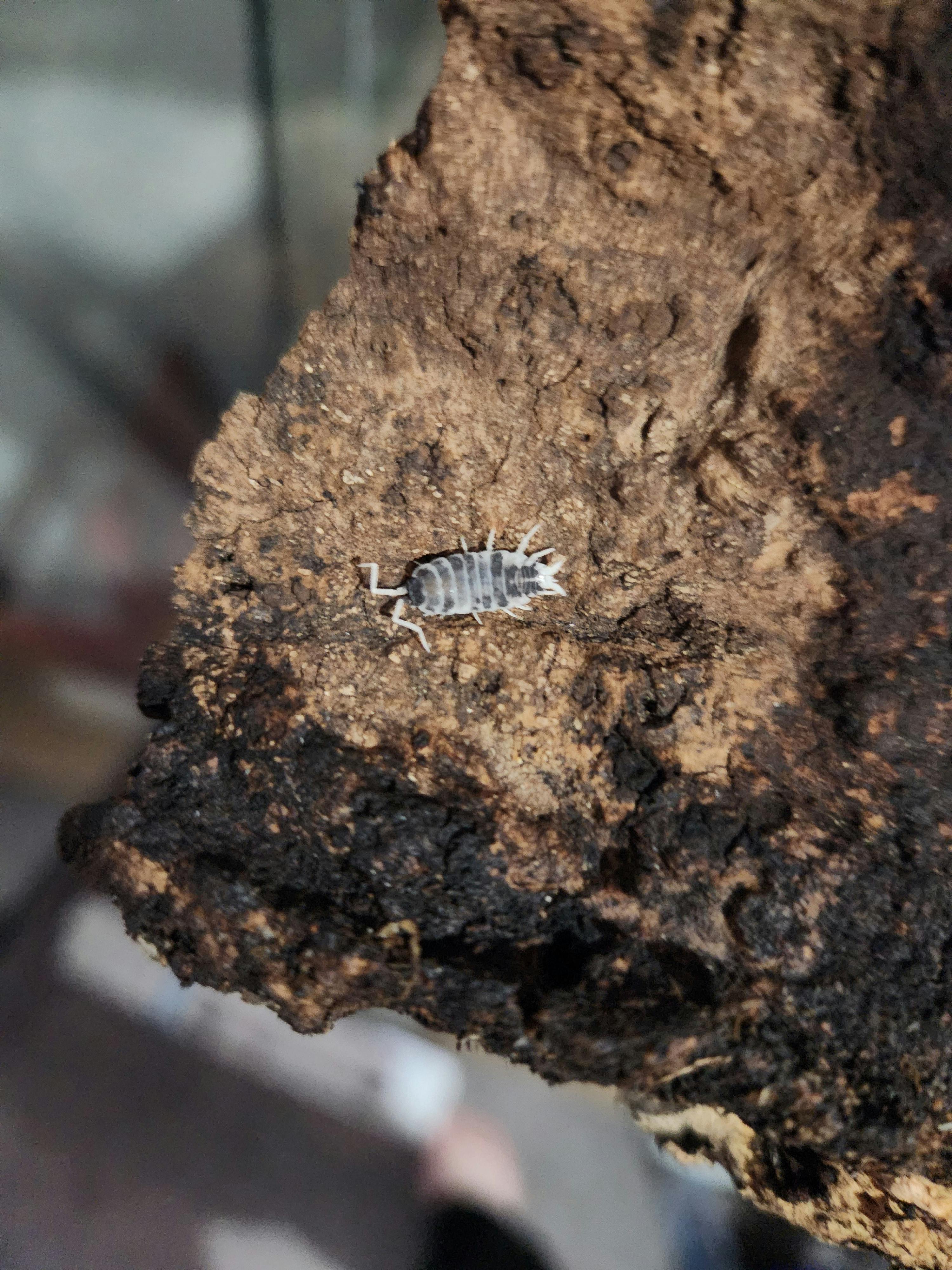 user avatar image for ablesable