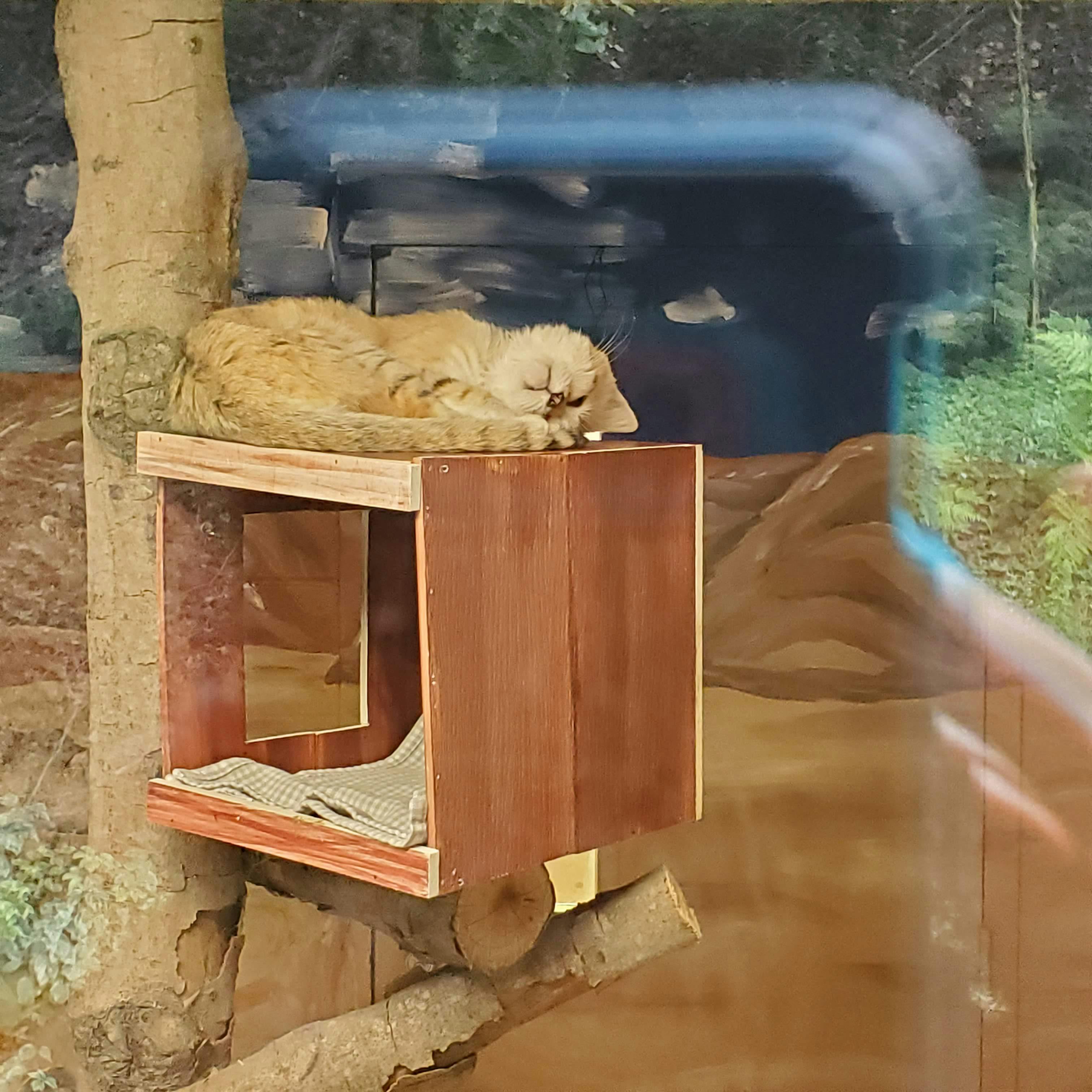 Sand Cat
