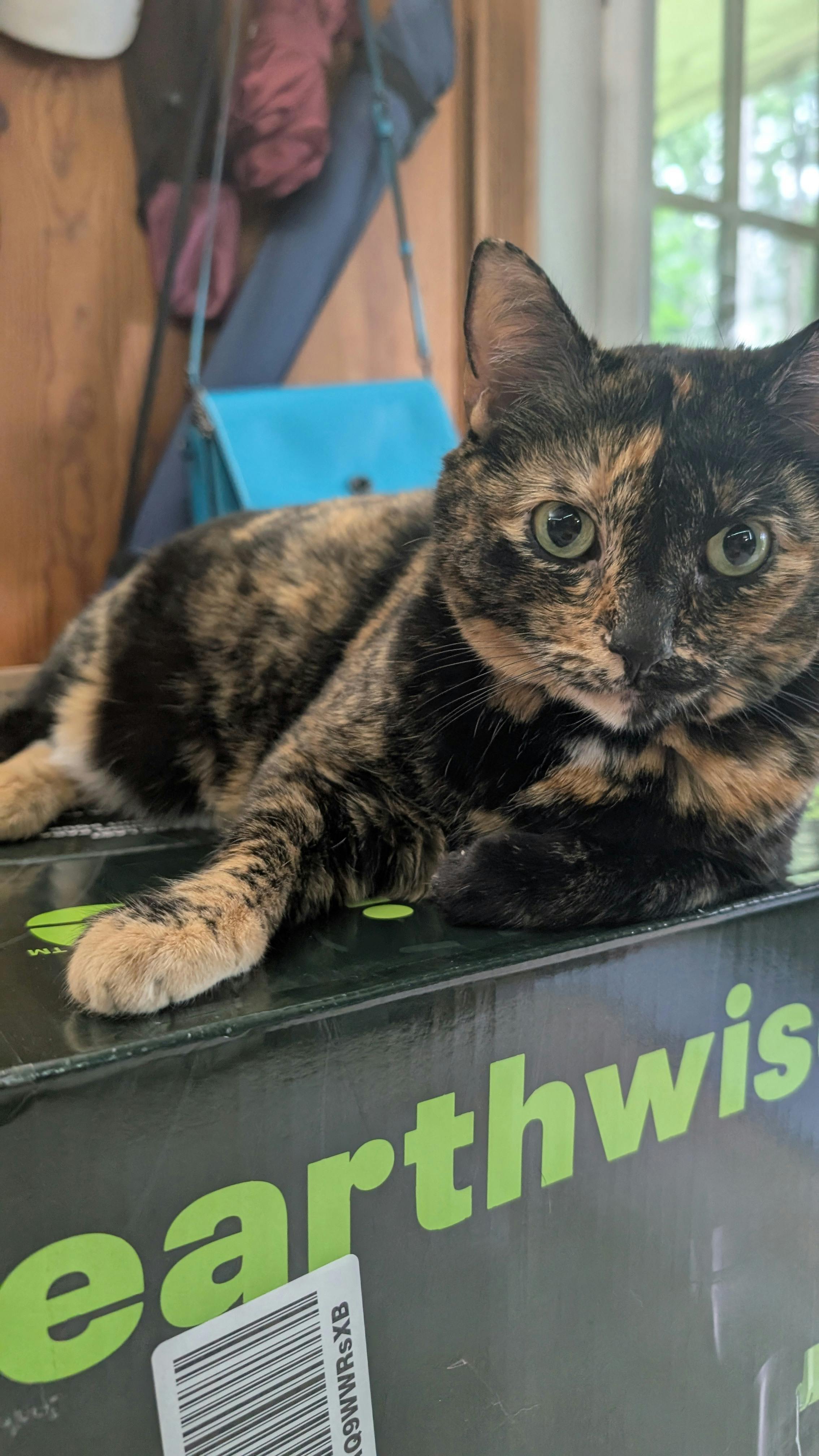 user avatar image for Carrie 