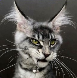 user avatar image for Nauticat