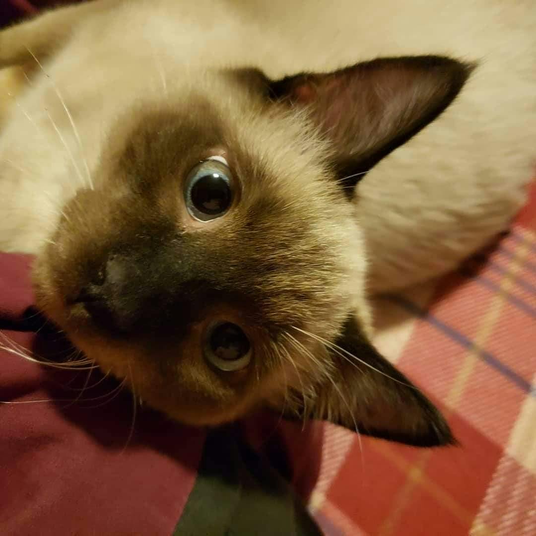 user avatar image for Moon