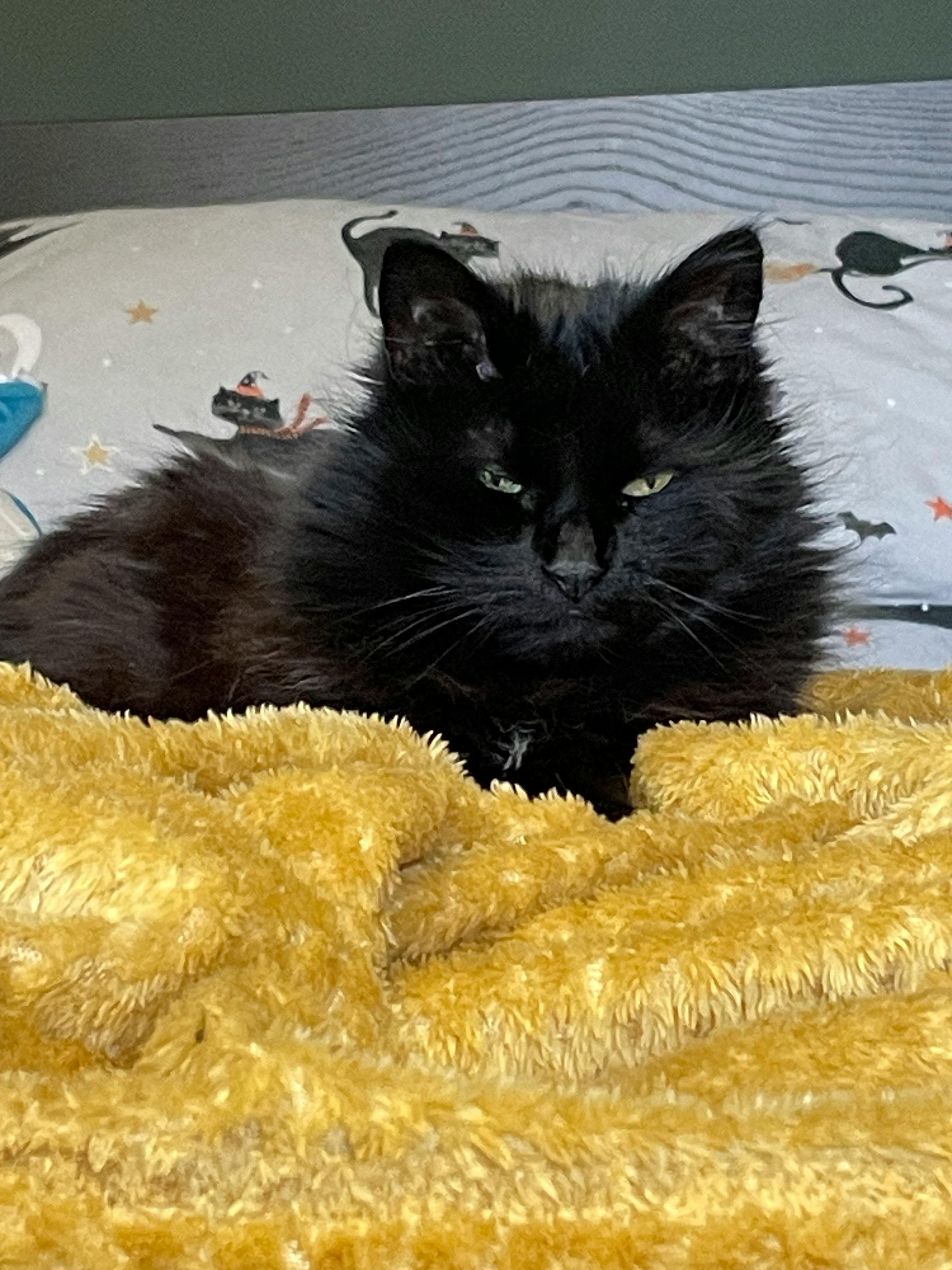 user avatar image for Diz