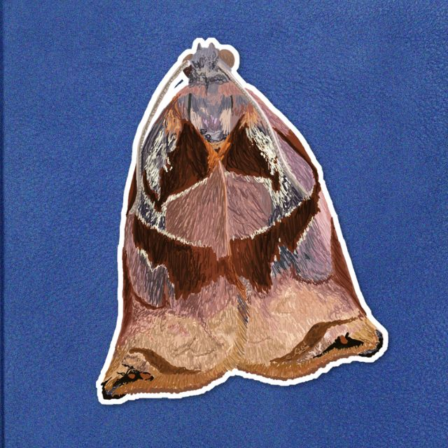 Large Fruit Tree Tortix Moth