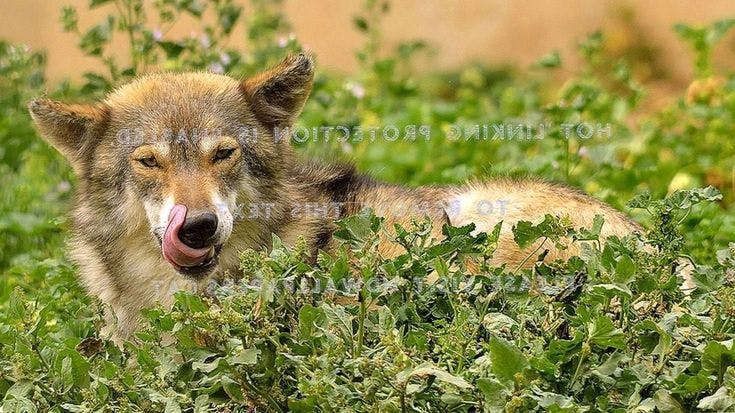 user avatar image for Celticwolf