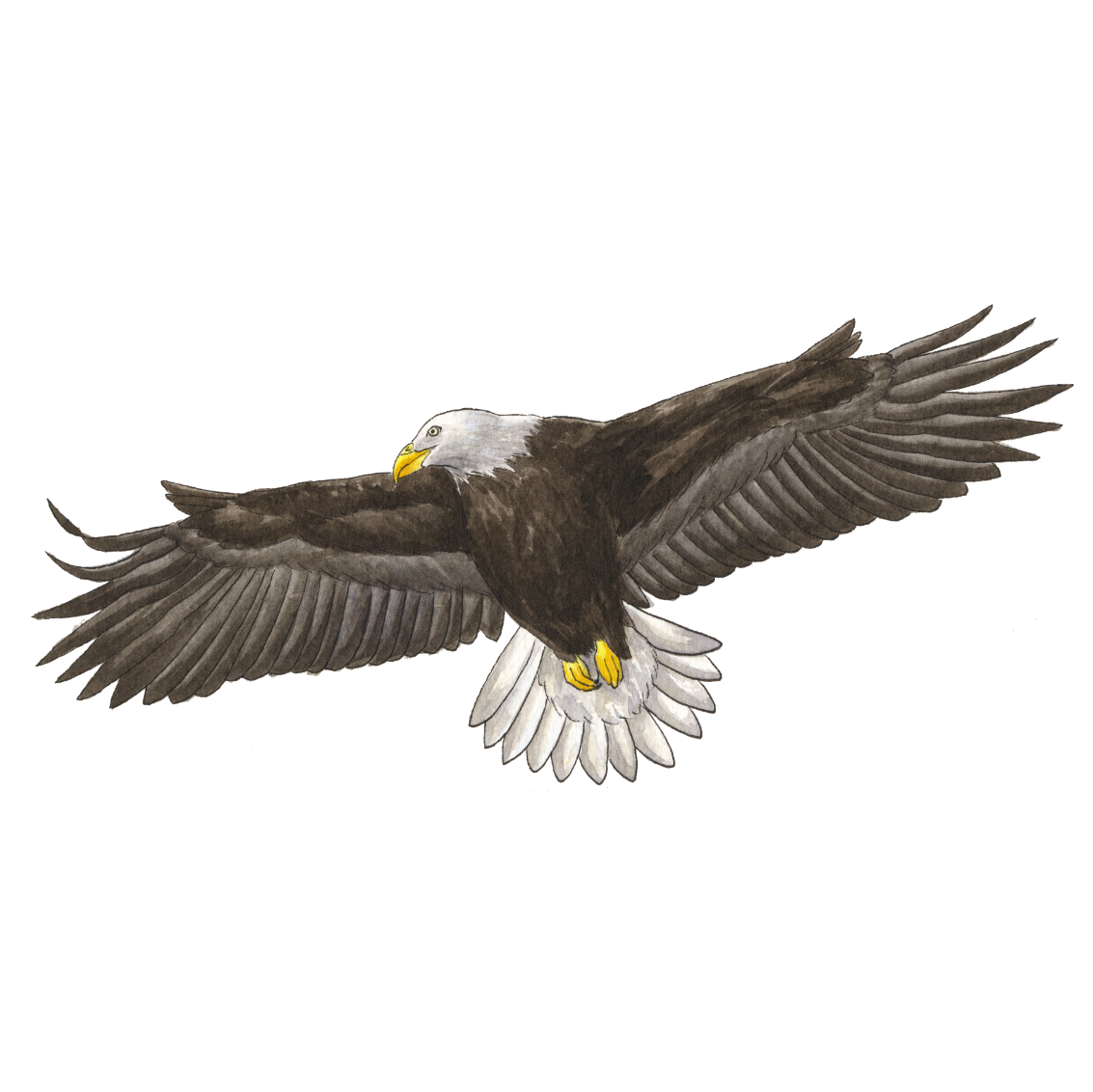 Bald Eagle