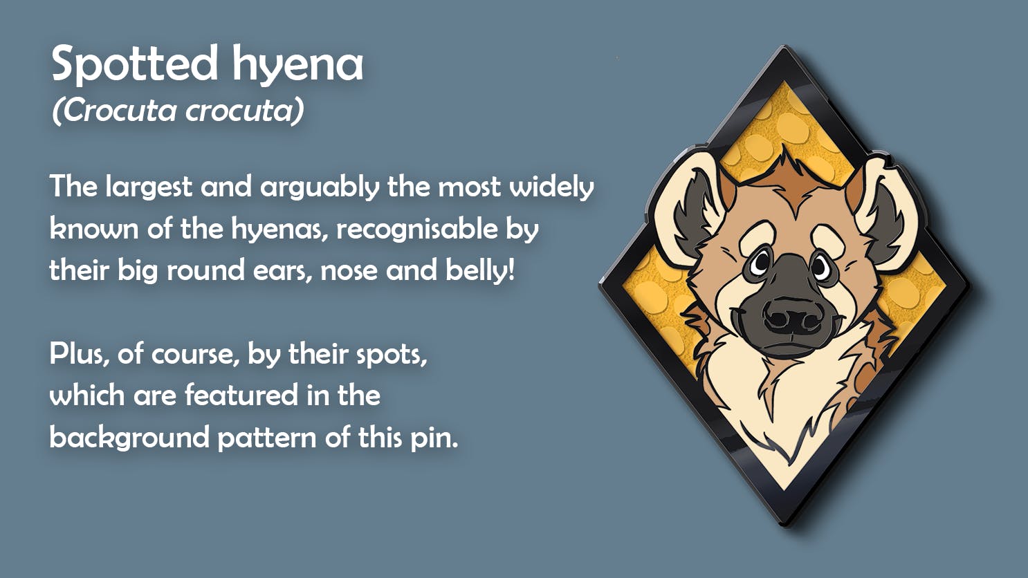 Image showing the spotted hyena portrait pin. Caption: Spotted hyena (Crocuta crocuta). The largest and arguably the most widely known of the hyenas, recognisable by their big round ears, nose and belly! Plus, of course, by their spots, which a re featured in the background pattern of this pin.
