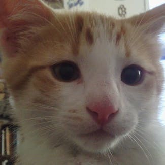 user avatar image for frizzen