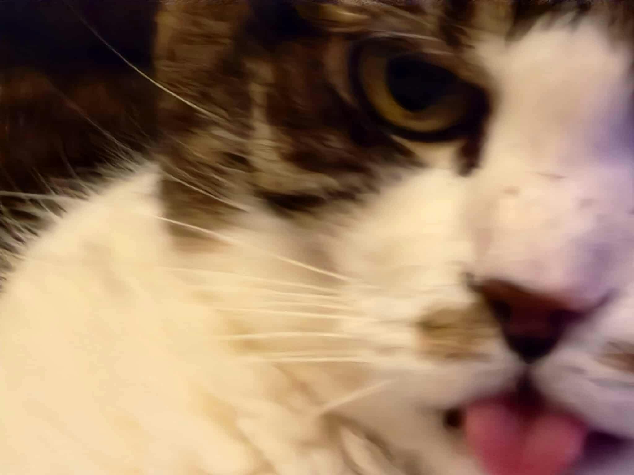 user avatar image for Brandon Kitchens