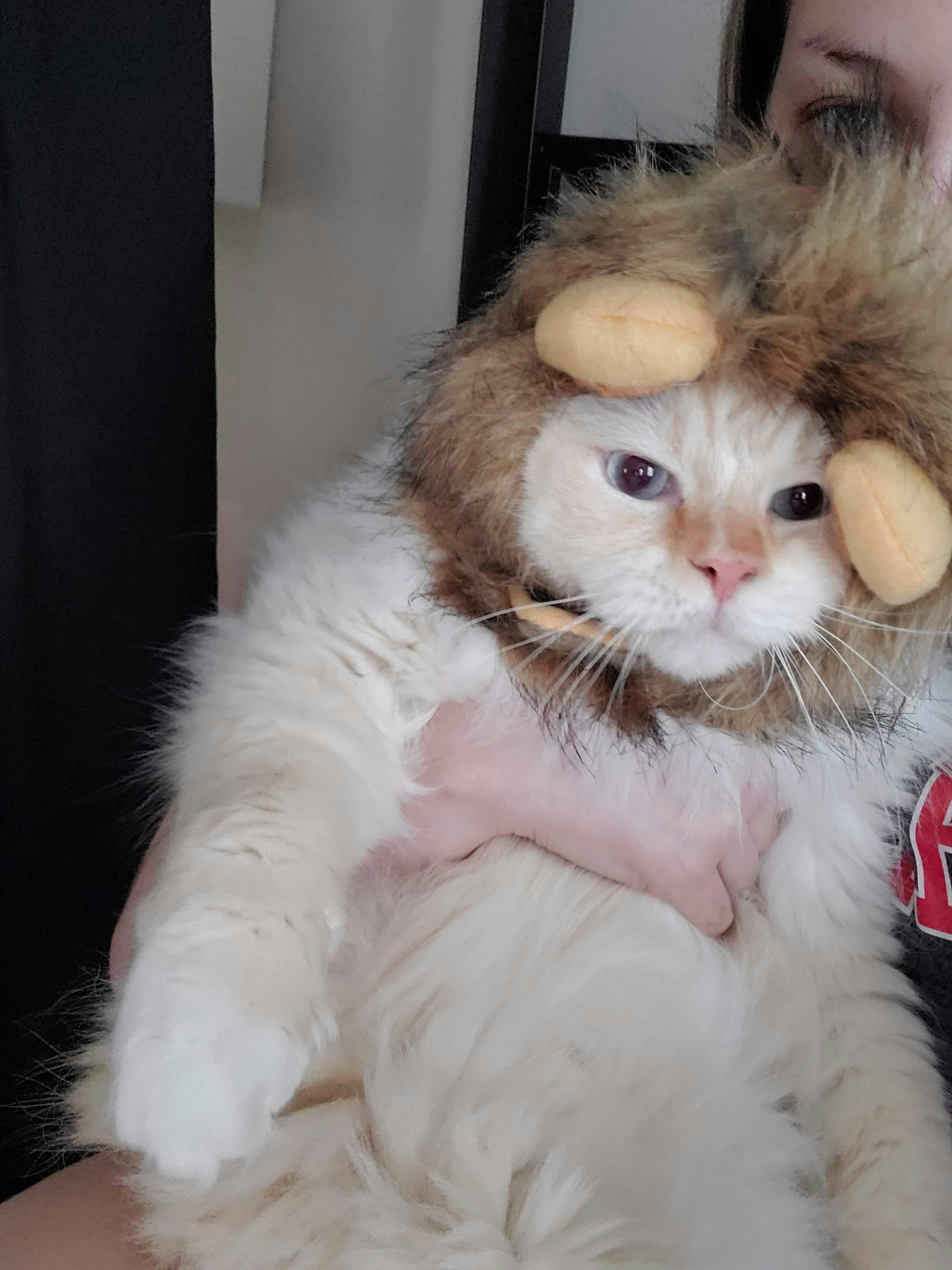 user avatar image for Aj