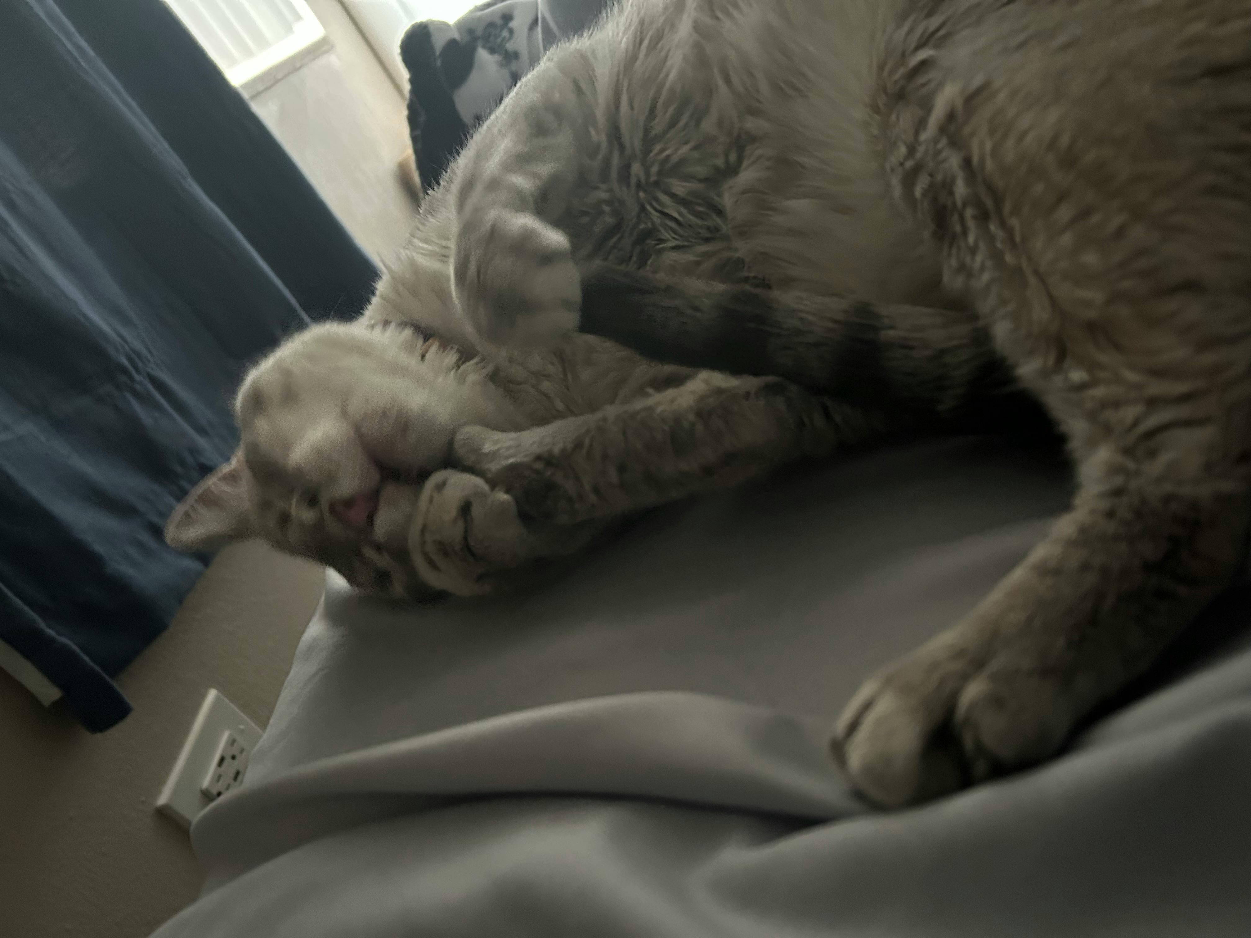 user avatar image for Xephyr Enderborn