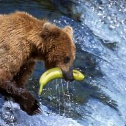 user avatar image for BananenBär