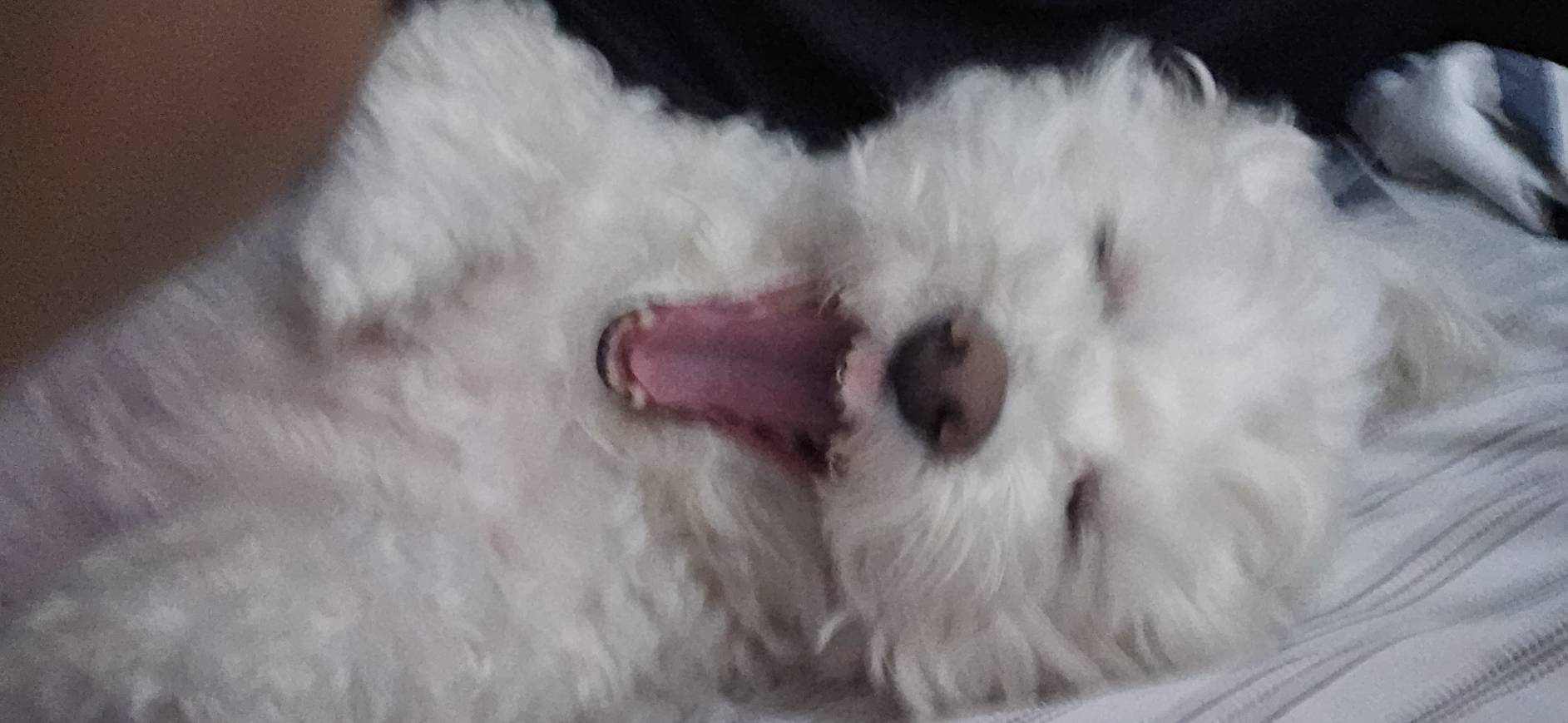 user avatar image for Misaki