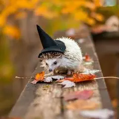 user avatar image for DLS