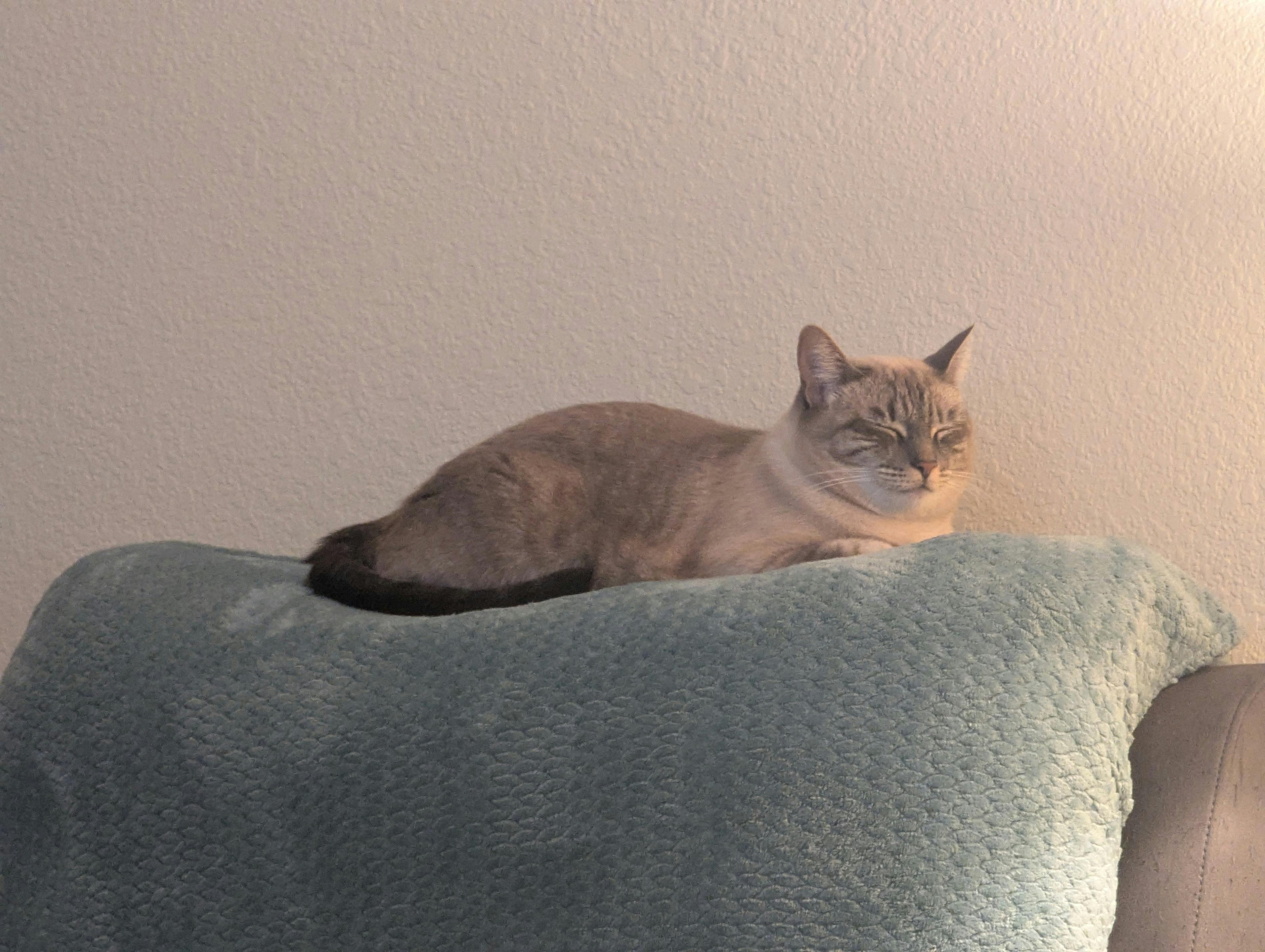 user avatar image for Detective Ciao