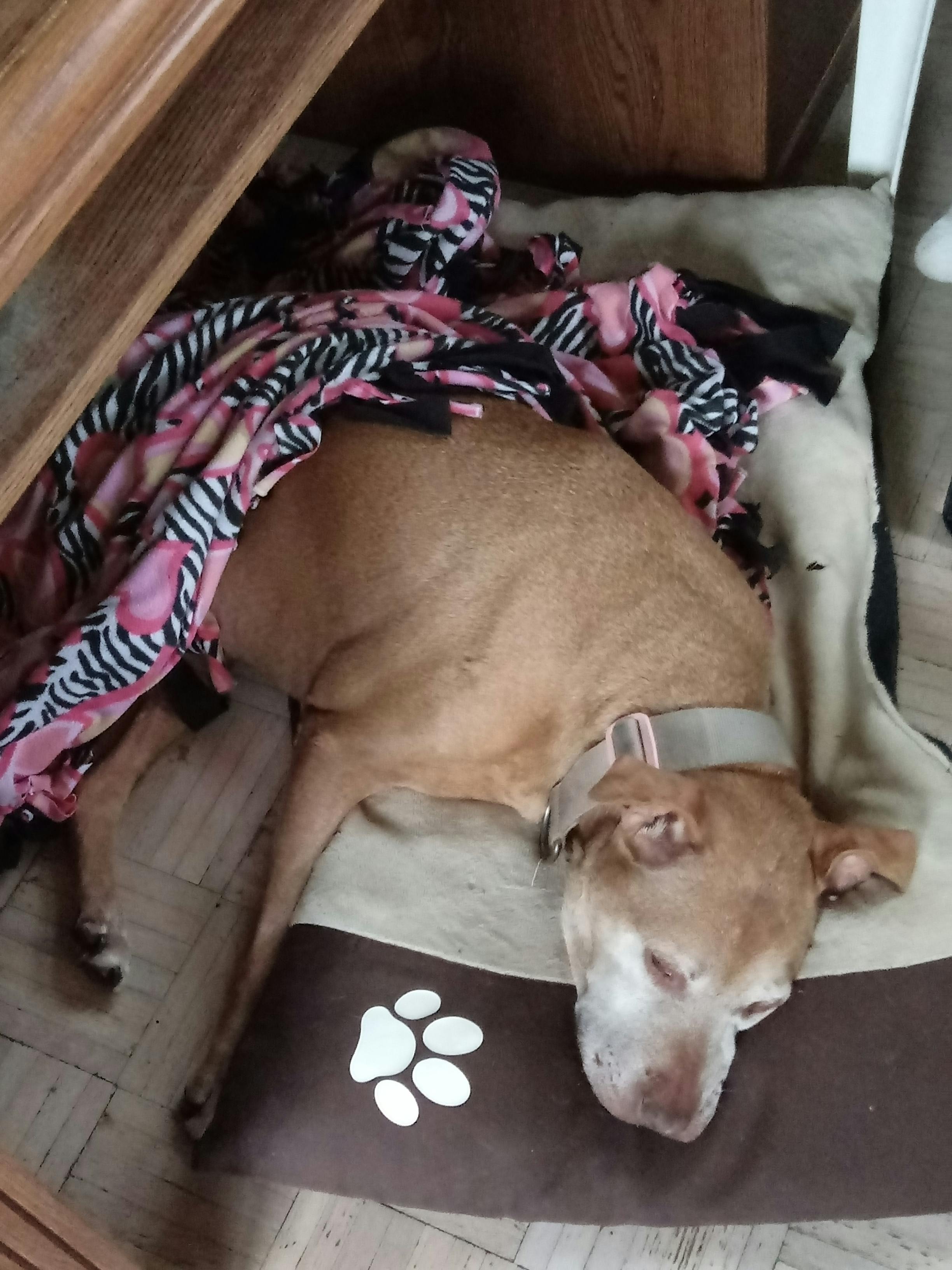 user avatar image for DumplingEquivalent 