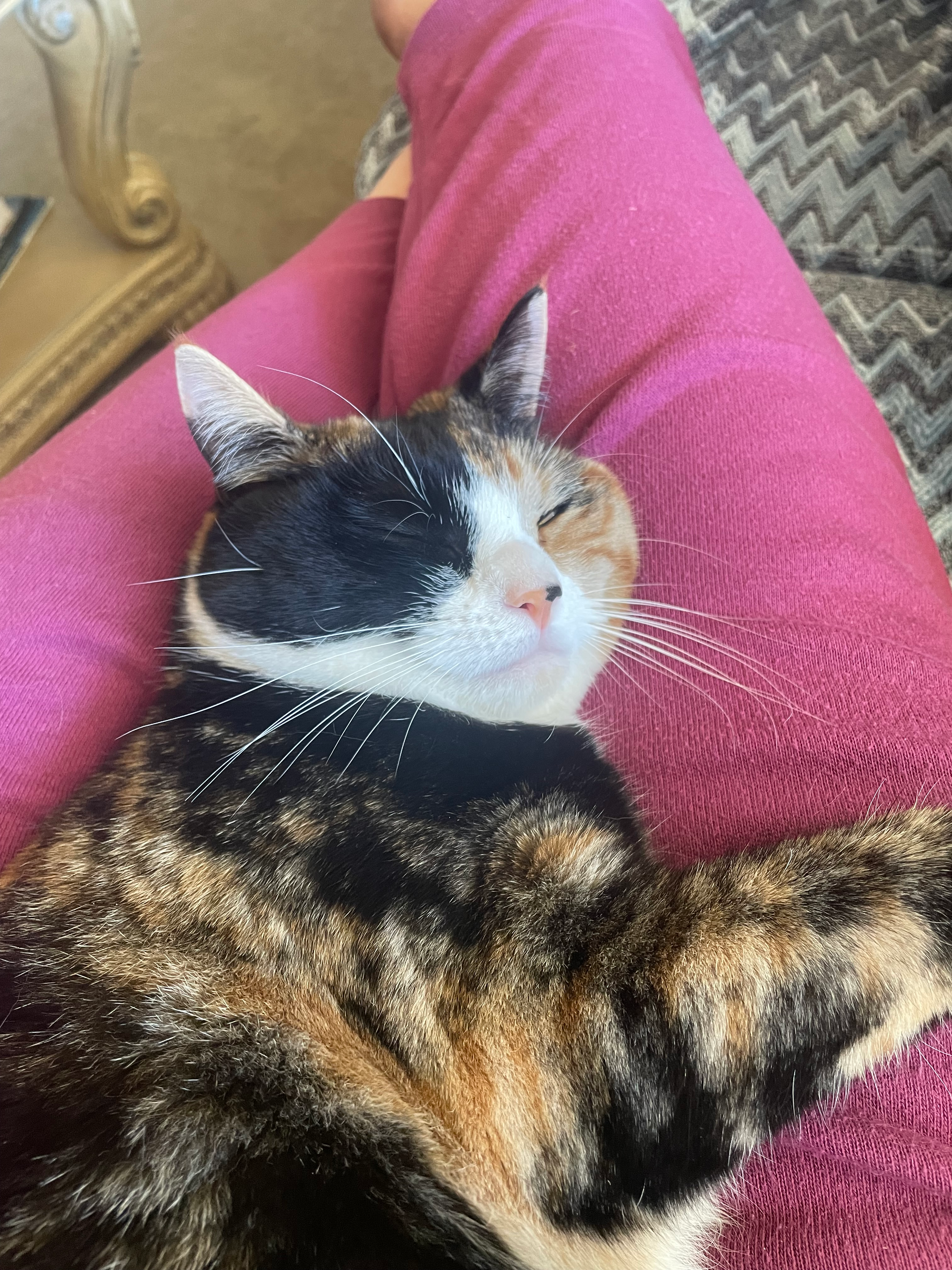 user avatar image for Perkipyxi