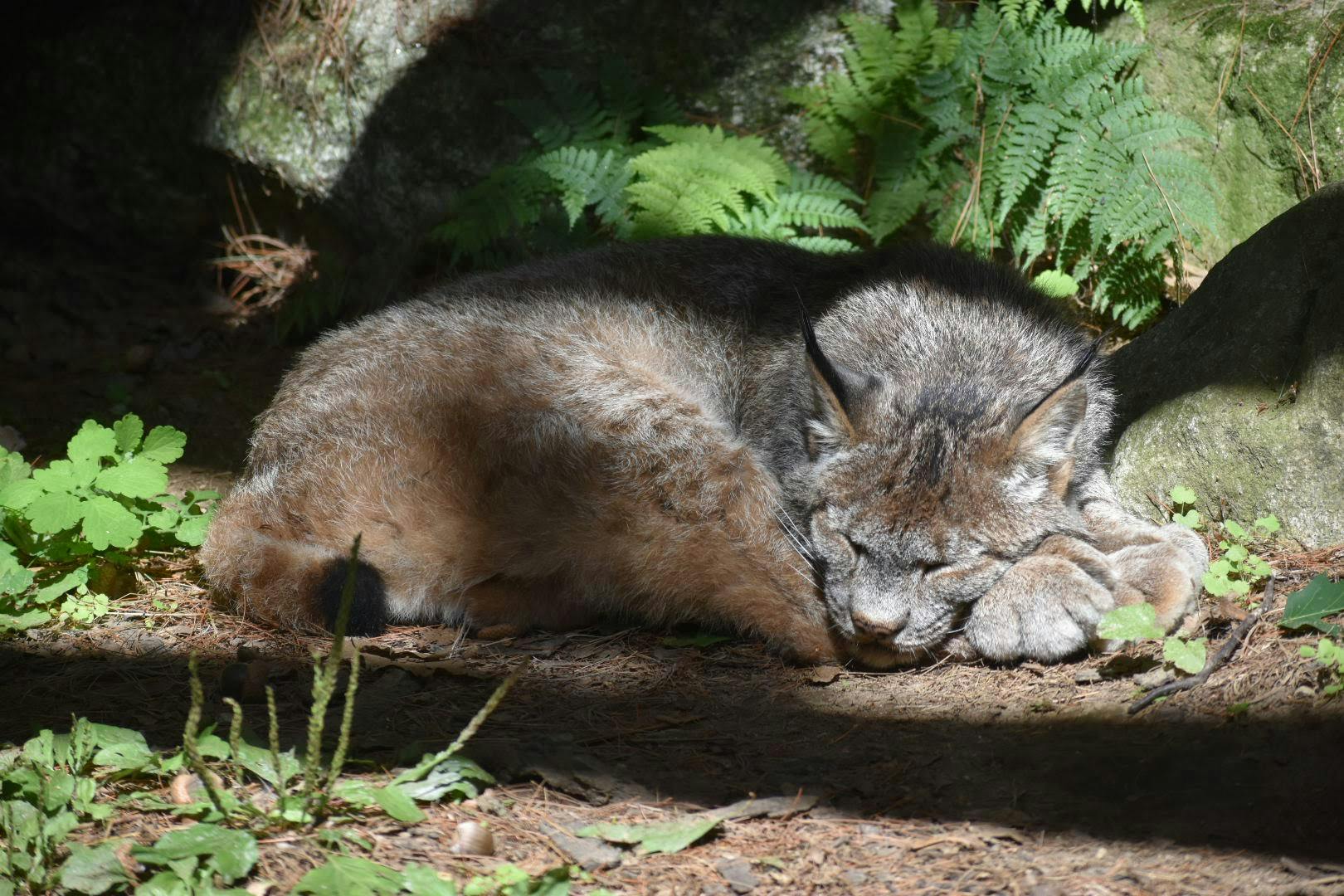 Canada Lynx