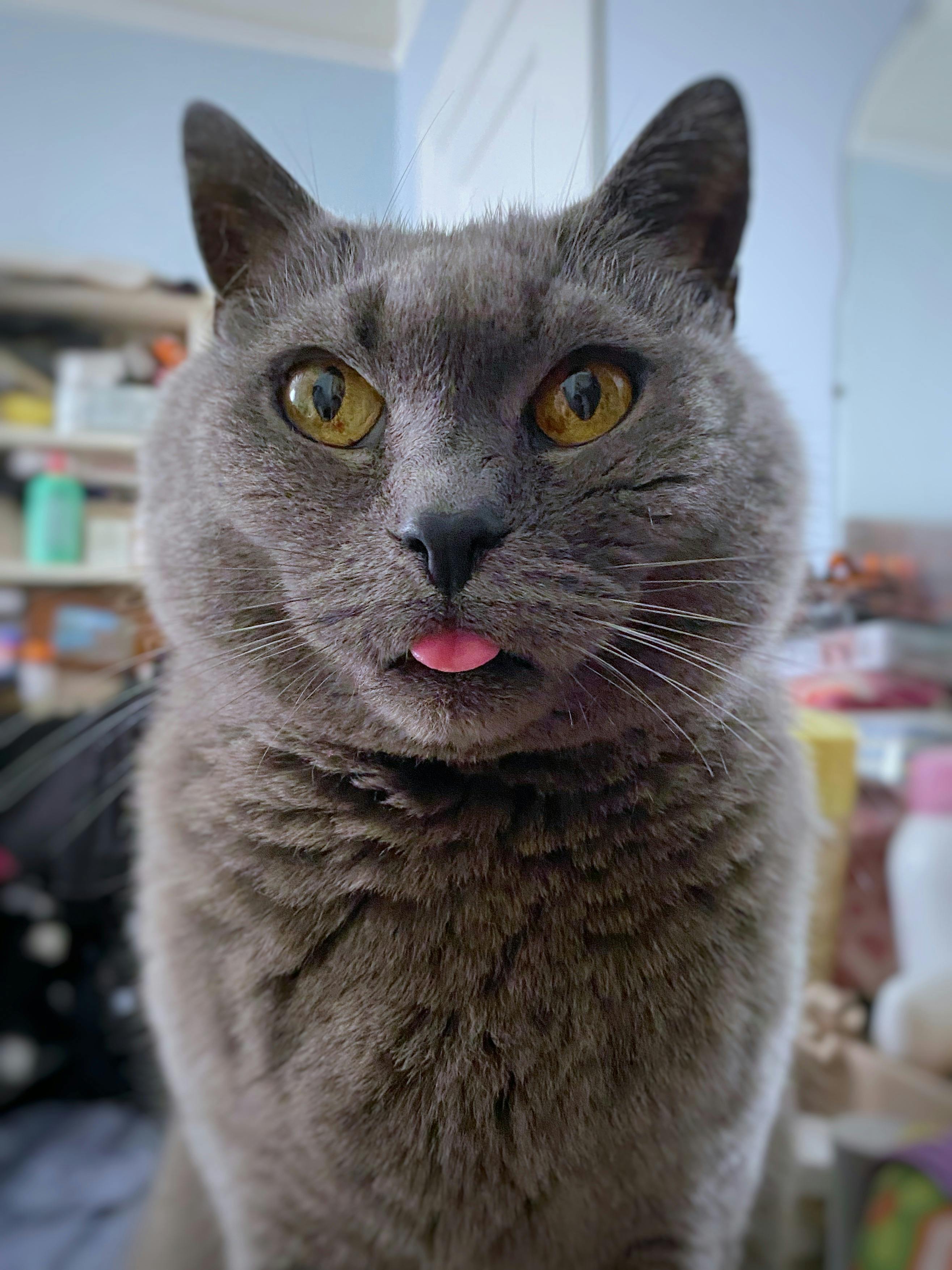 user avatar image for Jessica Pettigrew