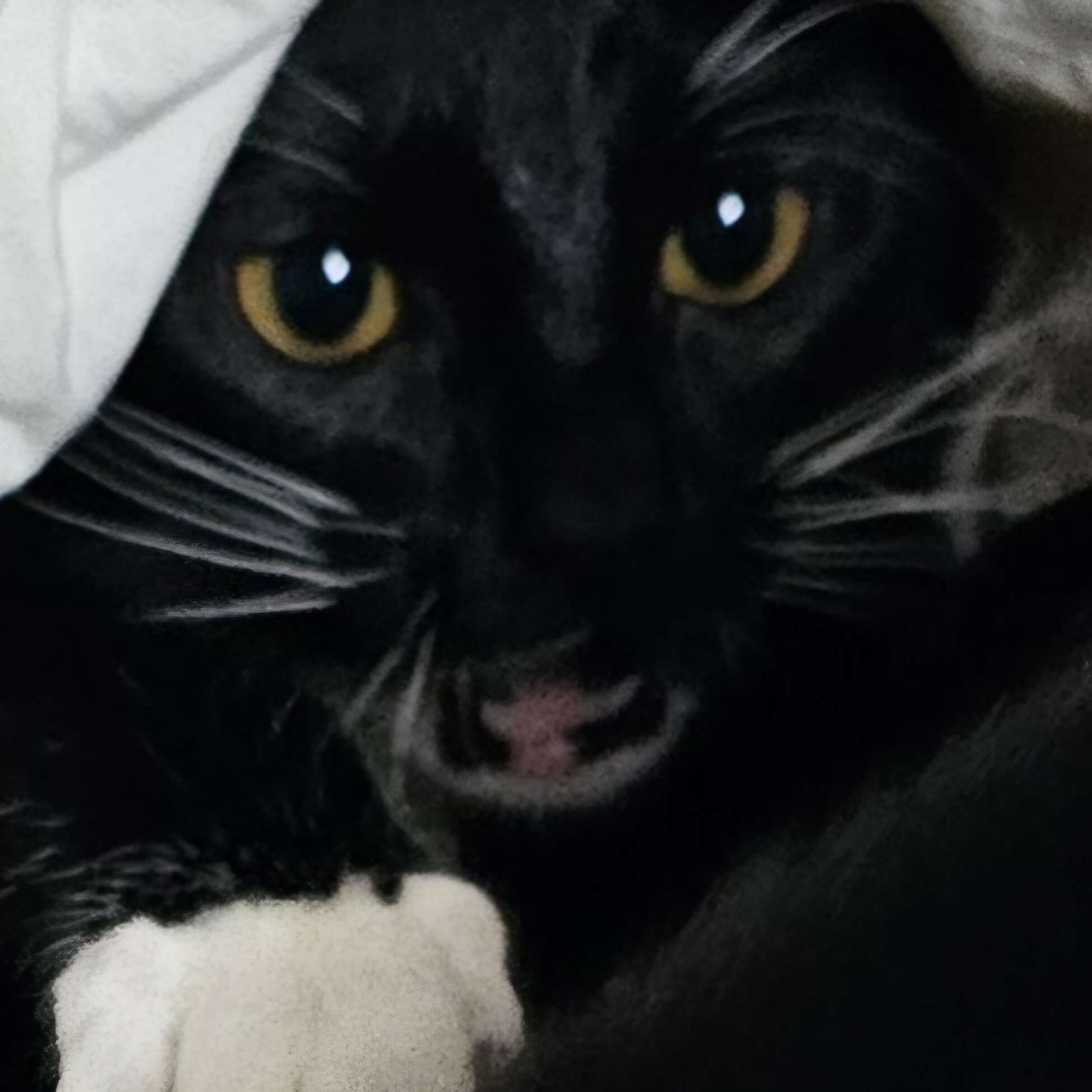 user avatar image for Amy BB