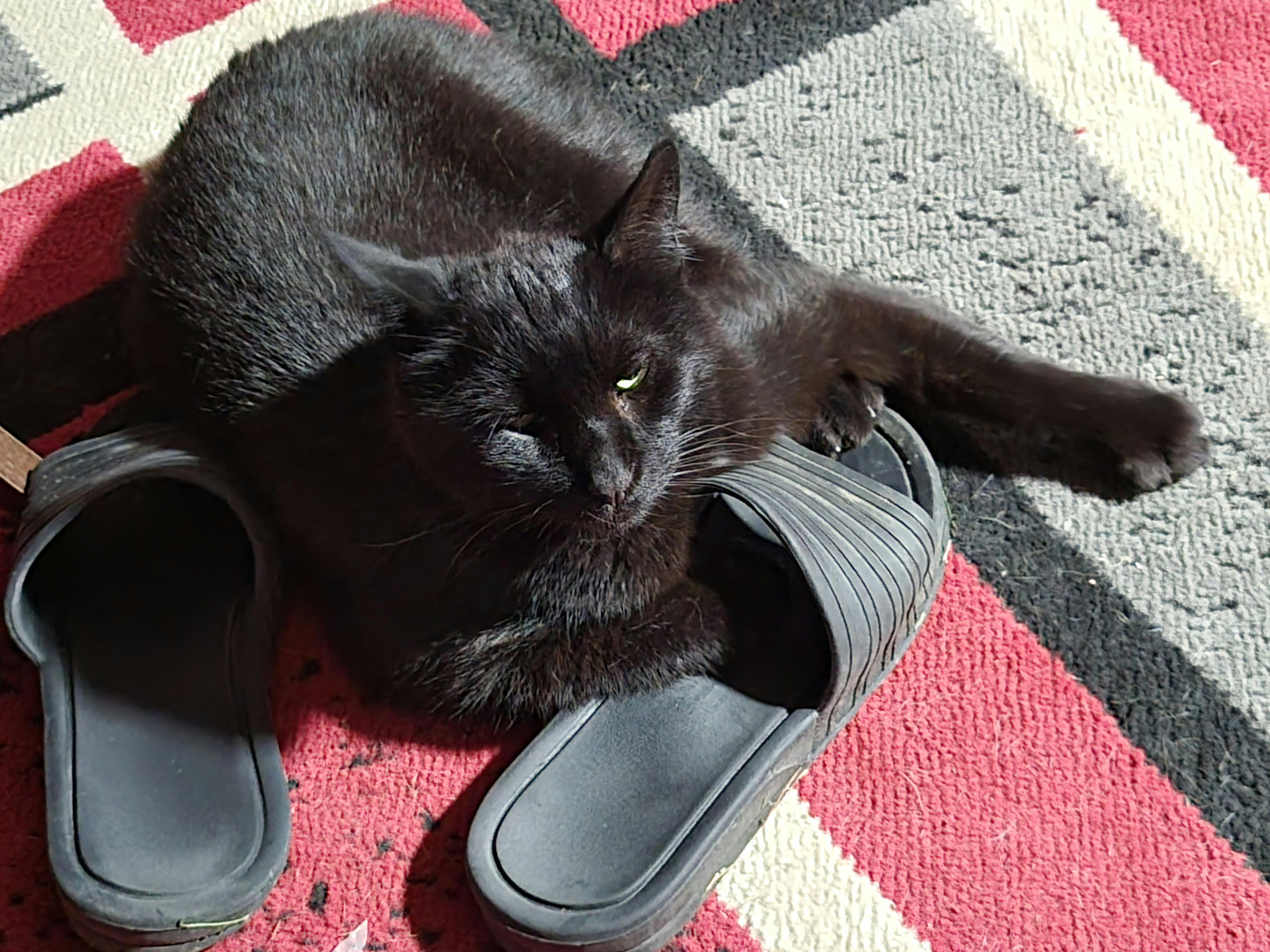 user avatar image for Jeannie B