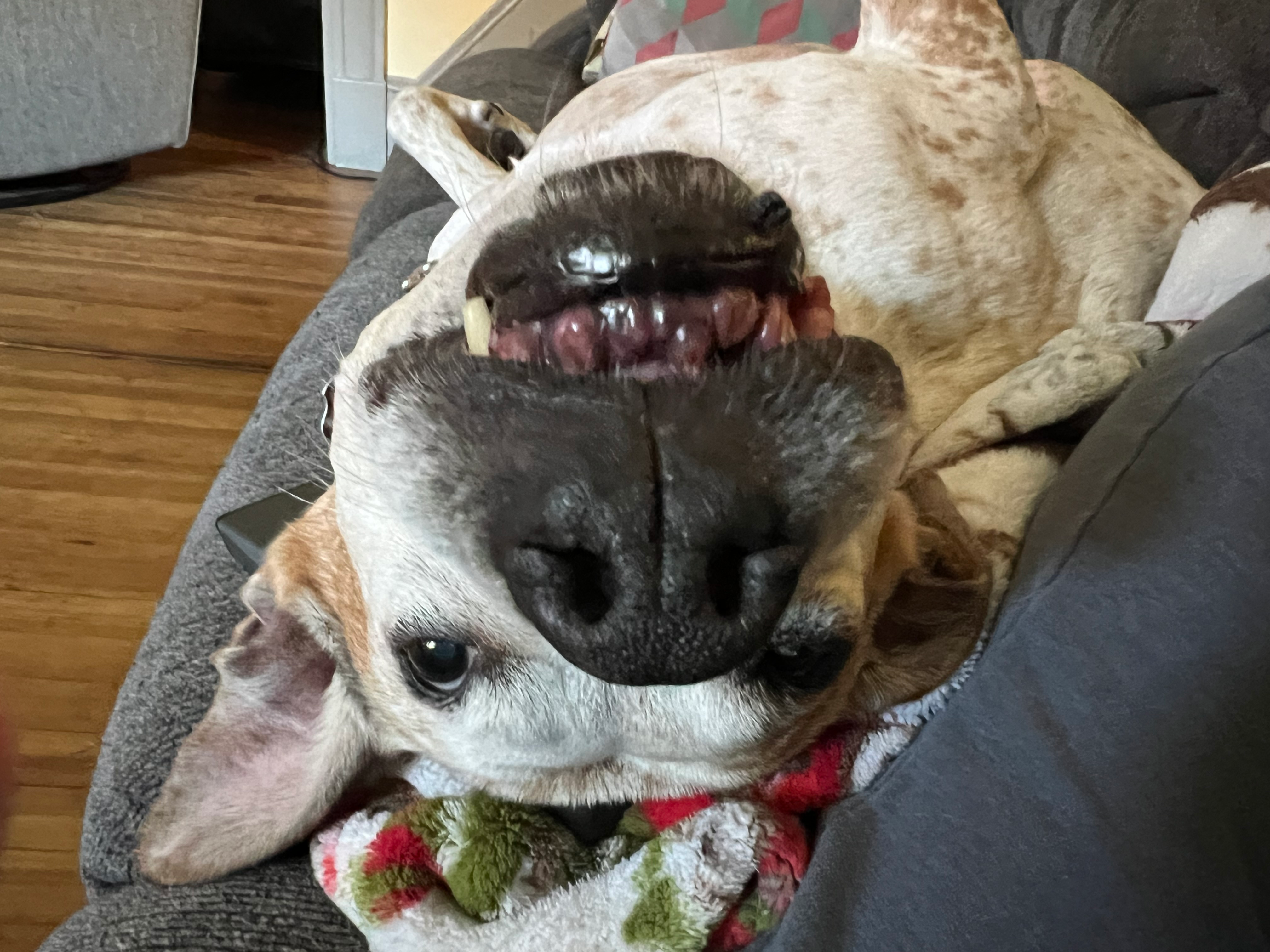 user avatar image for Joseph DeCrisanti