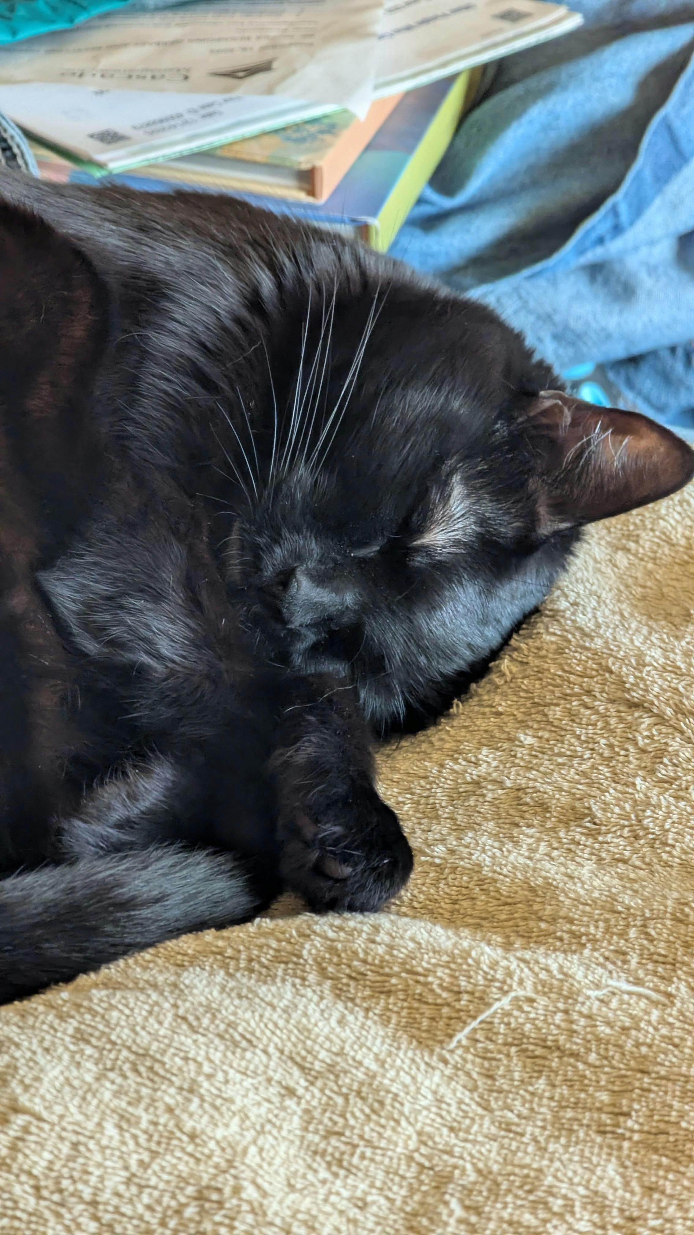 user avatar image for savvy