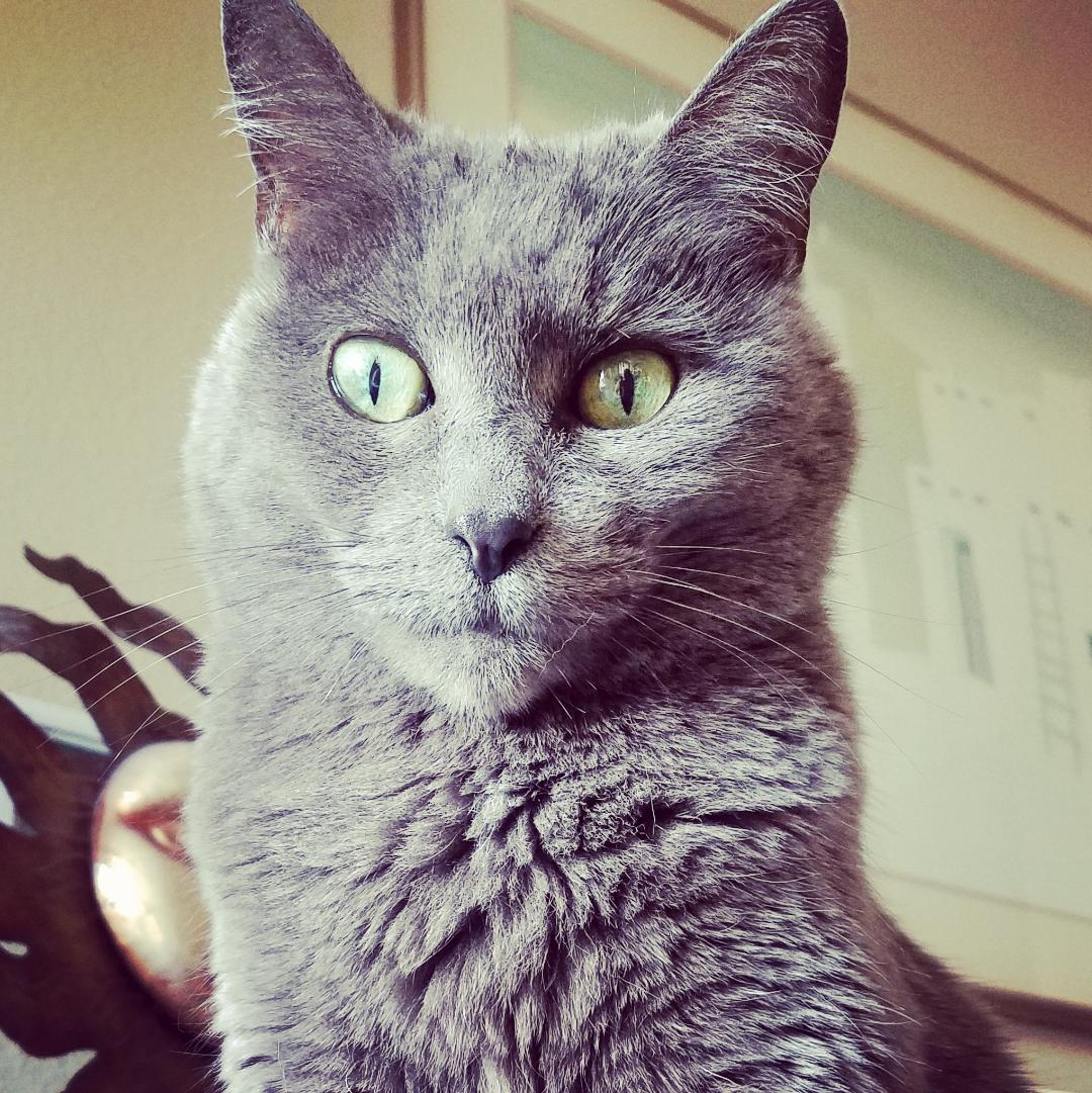 user avatar image for fatluckycat