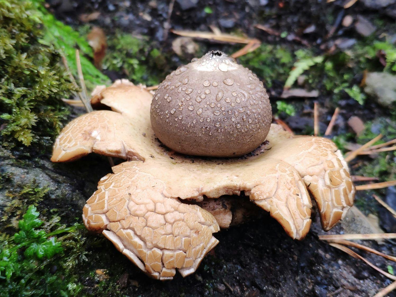 Collared Earthstar