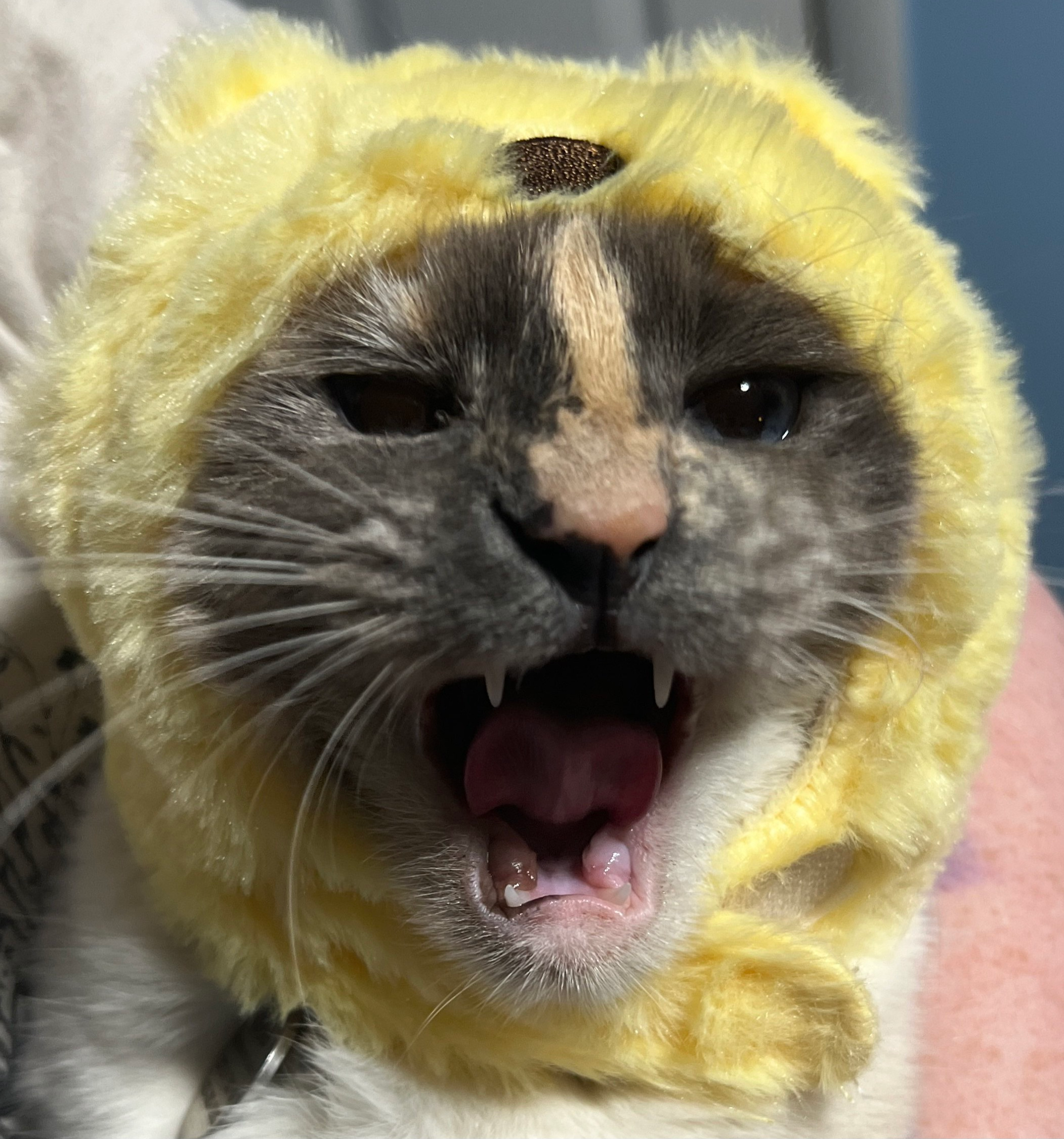 user avatar image for Rain