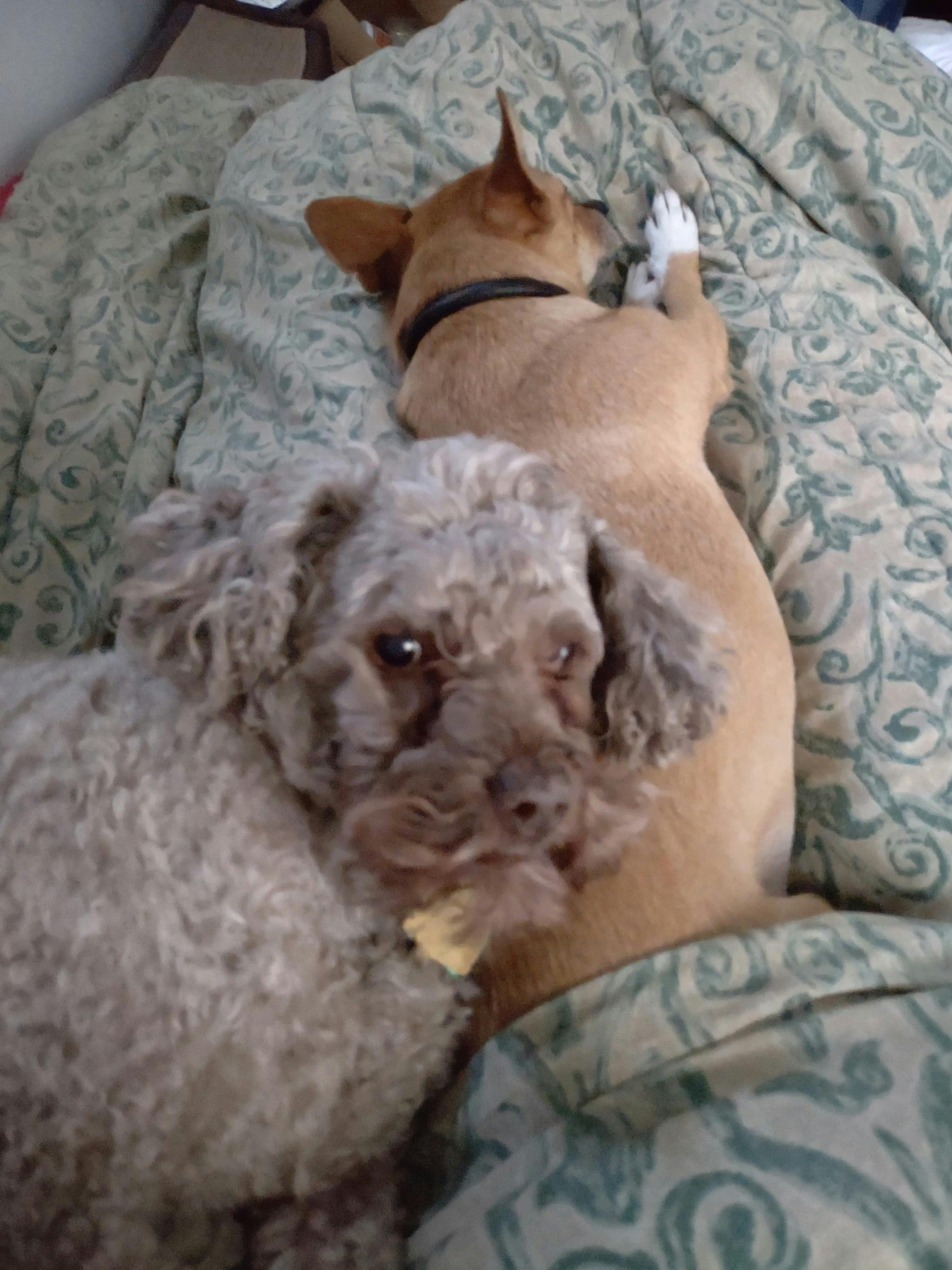 user avatar image for Ruthenia (Ruth) Dillon