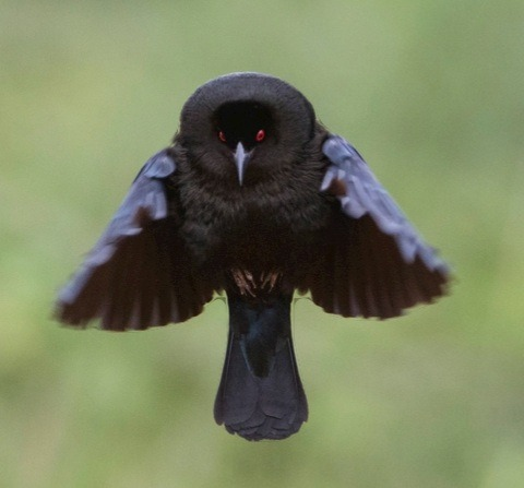 user avatar image for EnderFeather