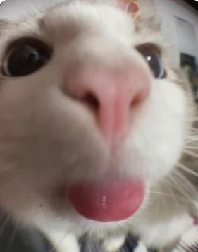 user avatar image for Styrofoam_Eater