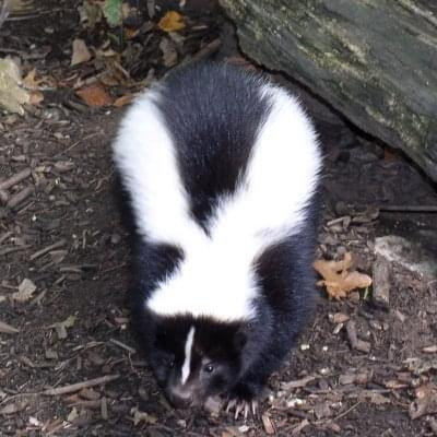 user avatar image for Joseph M. Steinbrunner