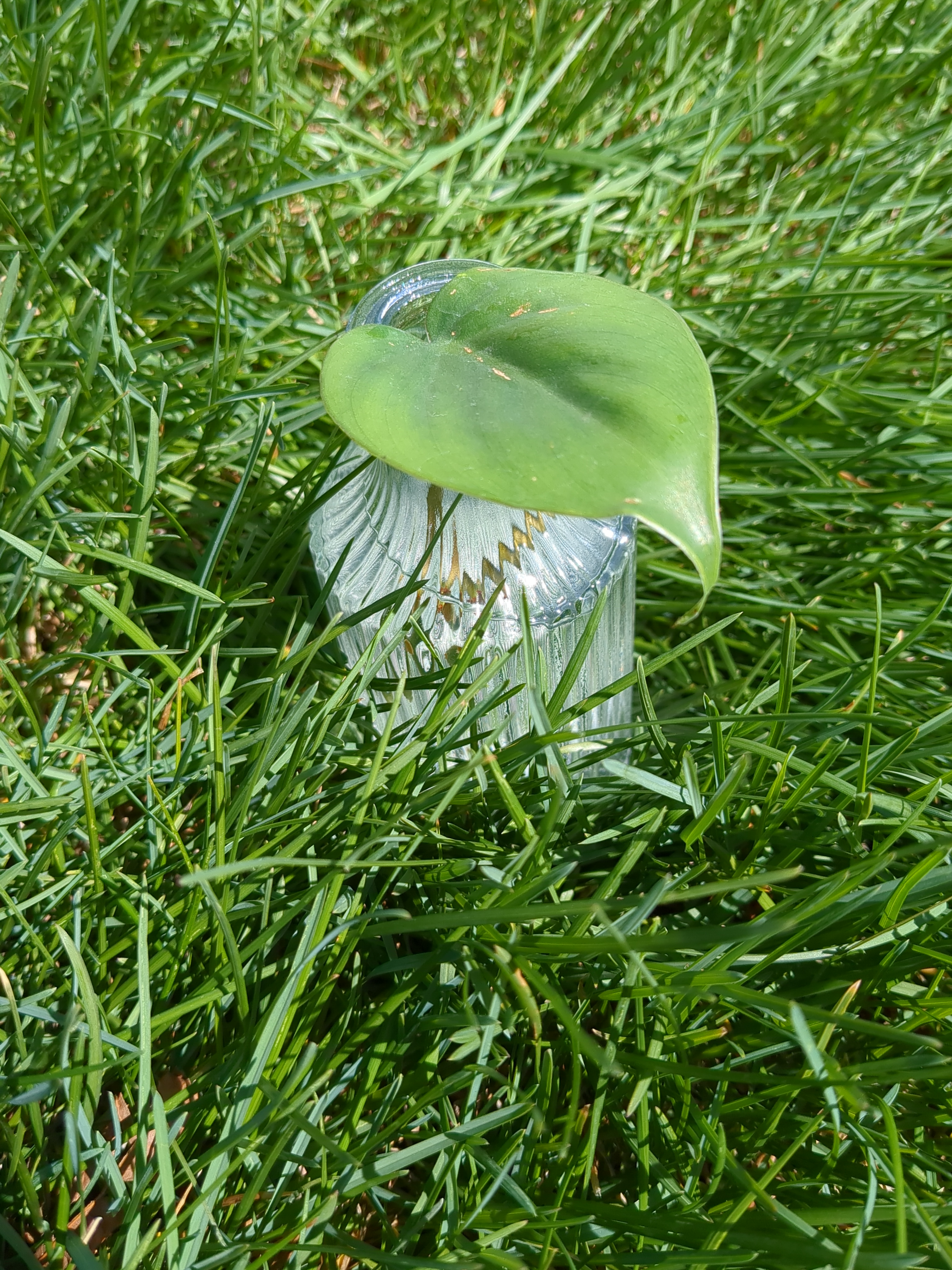 user avatar image for Fox