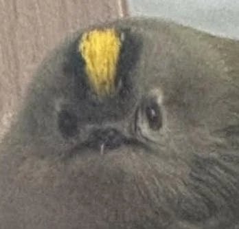 user avatar image for Duratlas