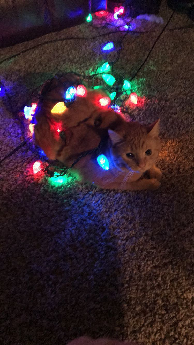 user avatar image for Kapaun