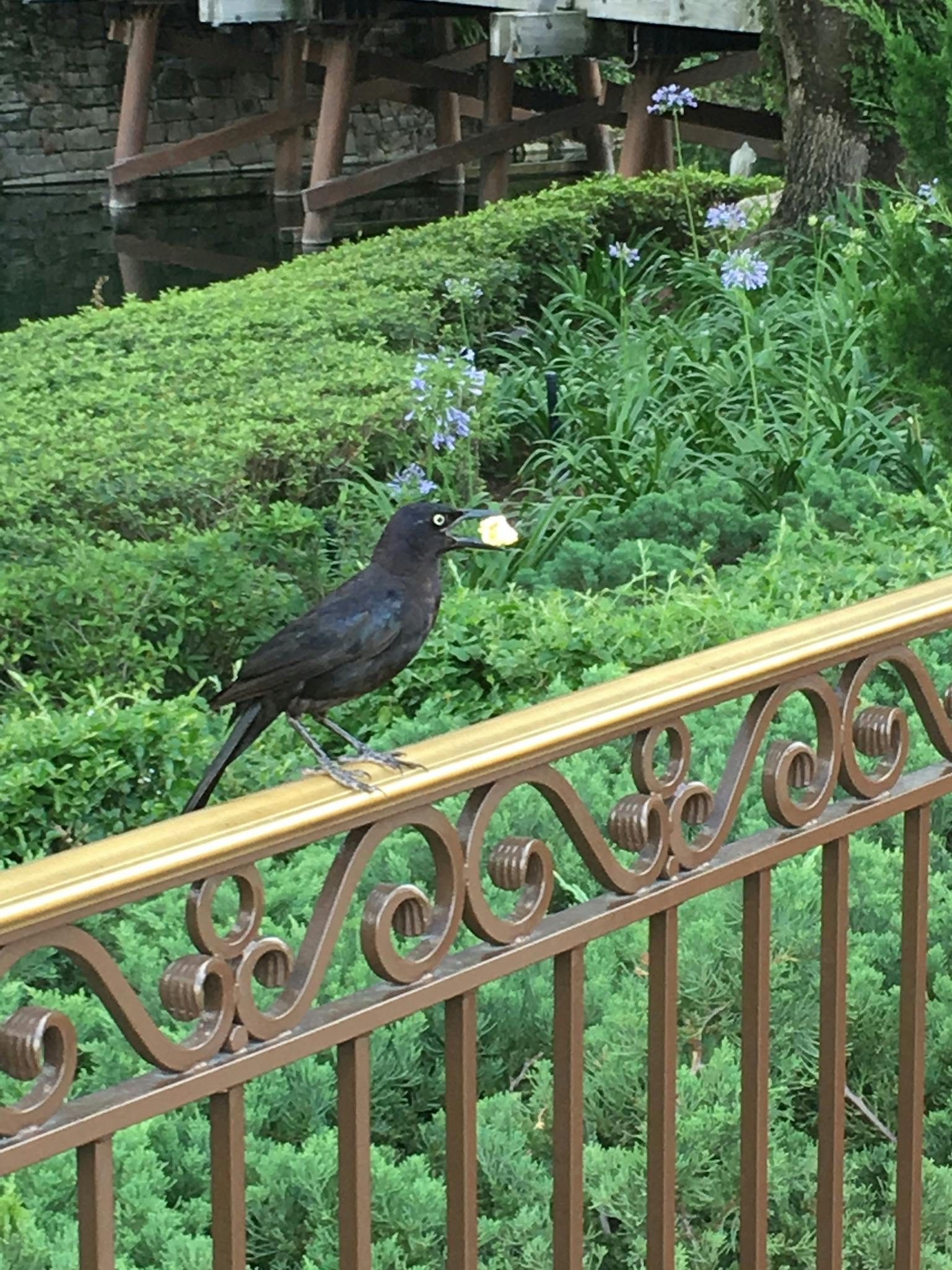 user avatar image for Crow