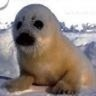 user avatar image for foca