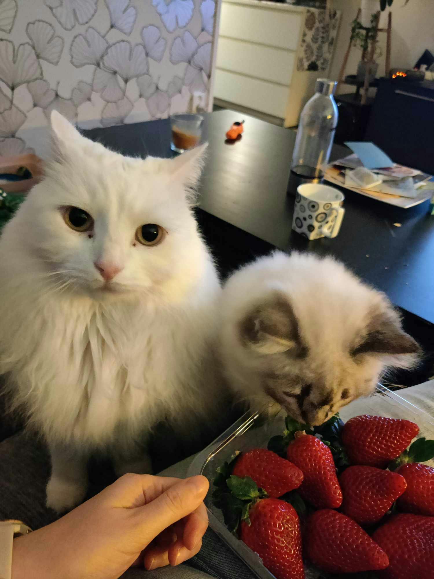 user avatar image for Nicole Edberg Ibañez