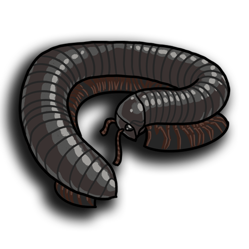 Giant African Millipede