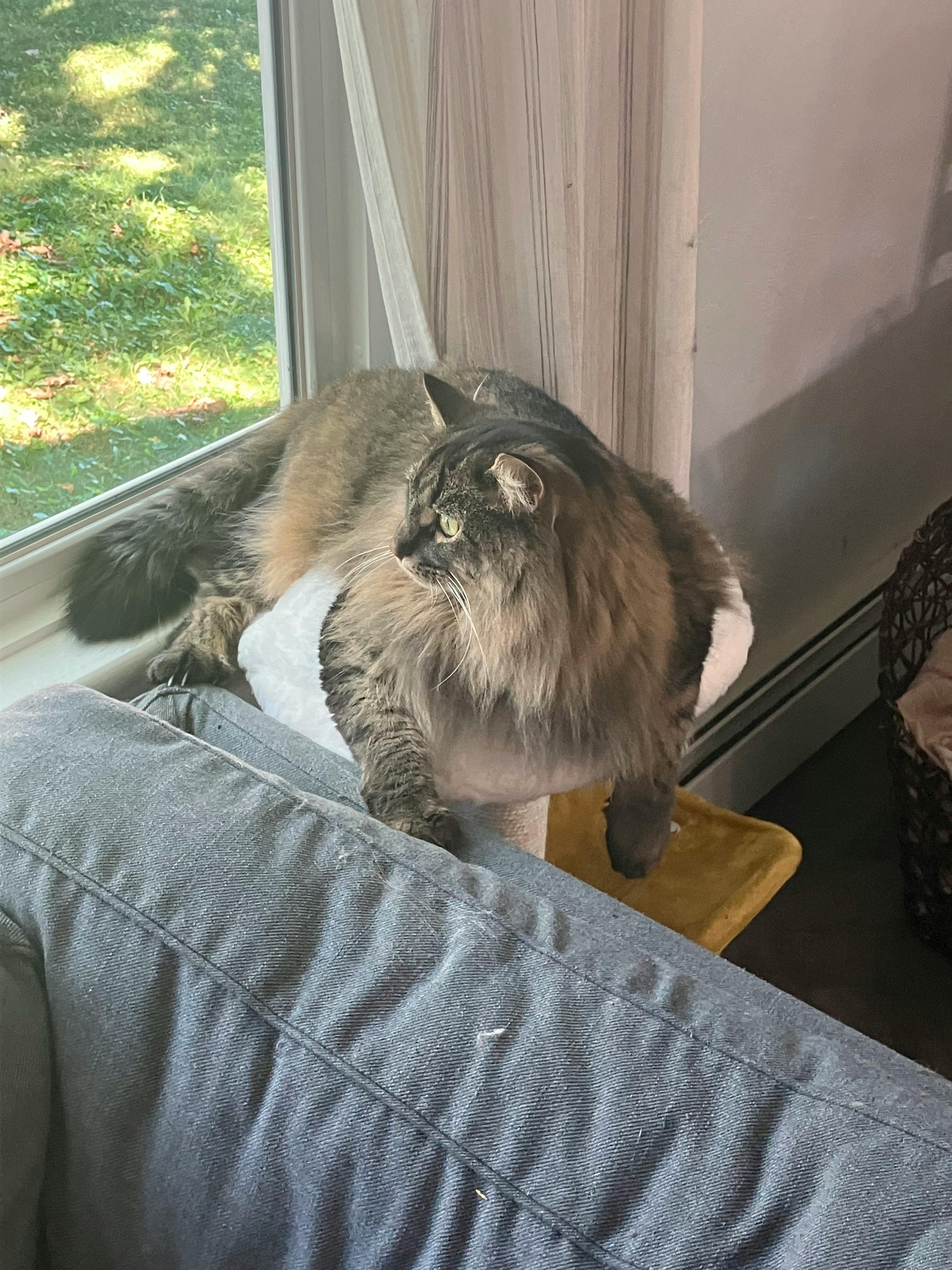 user avatar image for Reese G