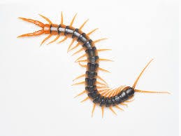 Centipede