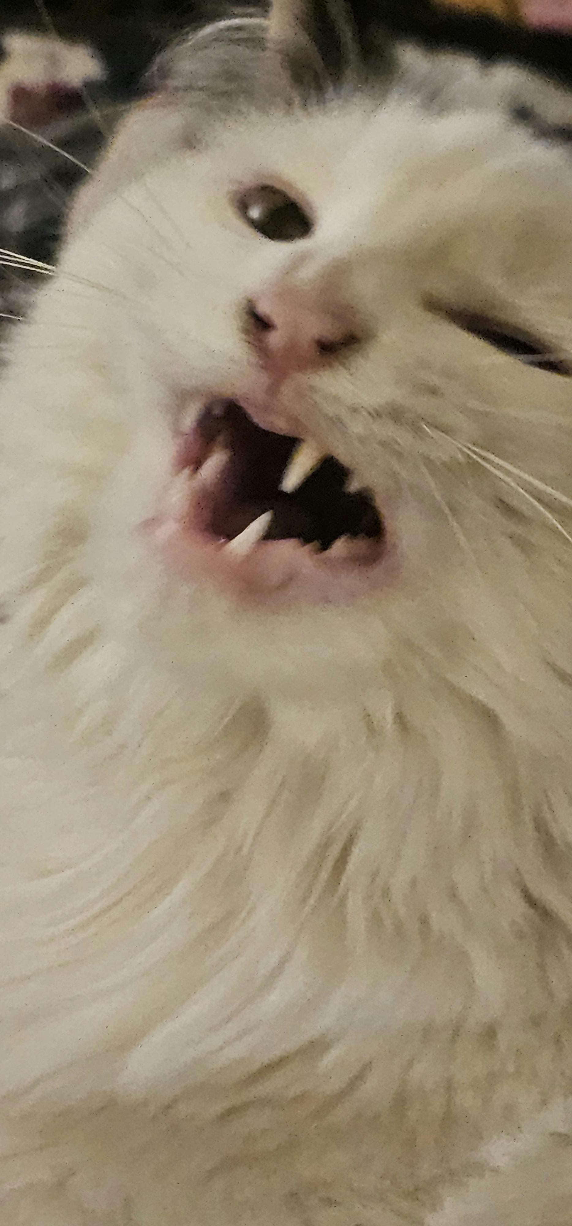 user avatar image for OverlordChainer